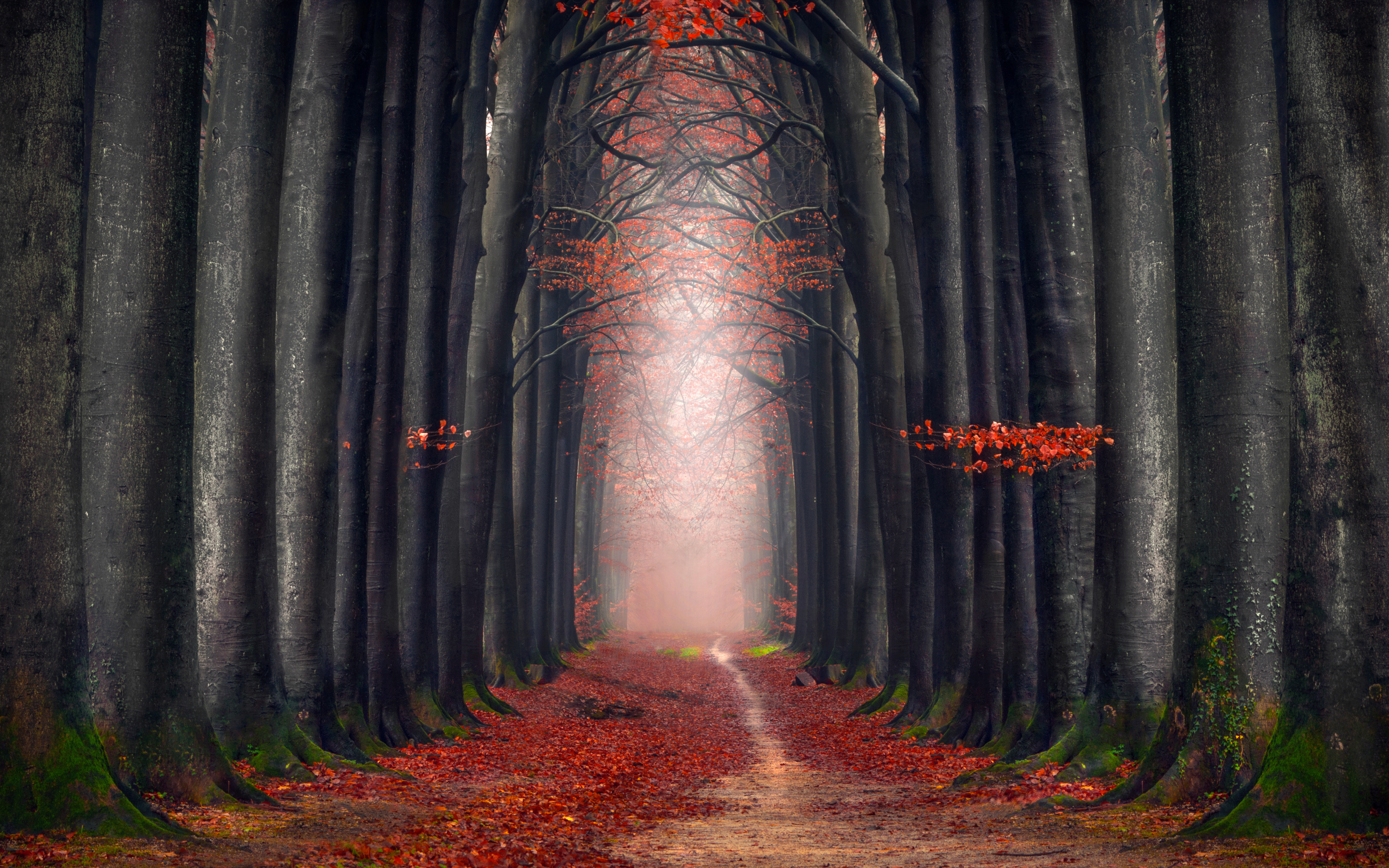 Download Autumn, big trees, pathway wallpaper, 3840x2400, 4K Ultra HD 16:10, Widescreen