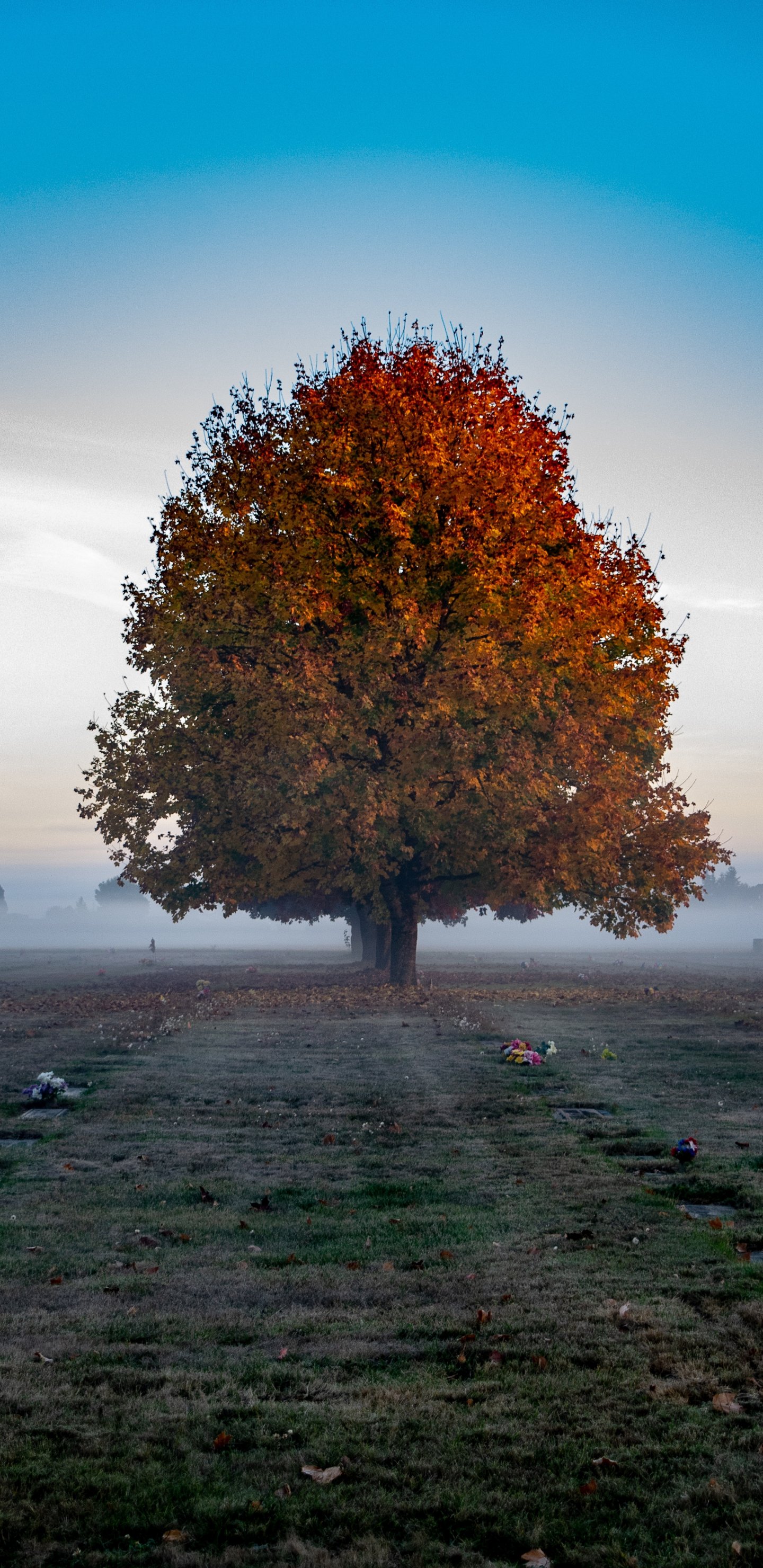 Big Autumn Trees Wallpapers - Wallpaper Cave