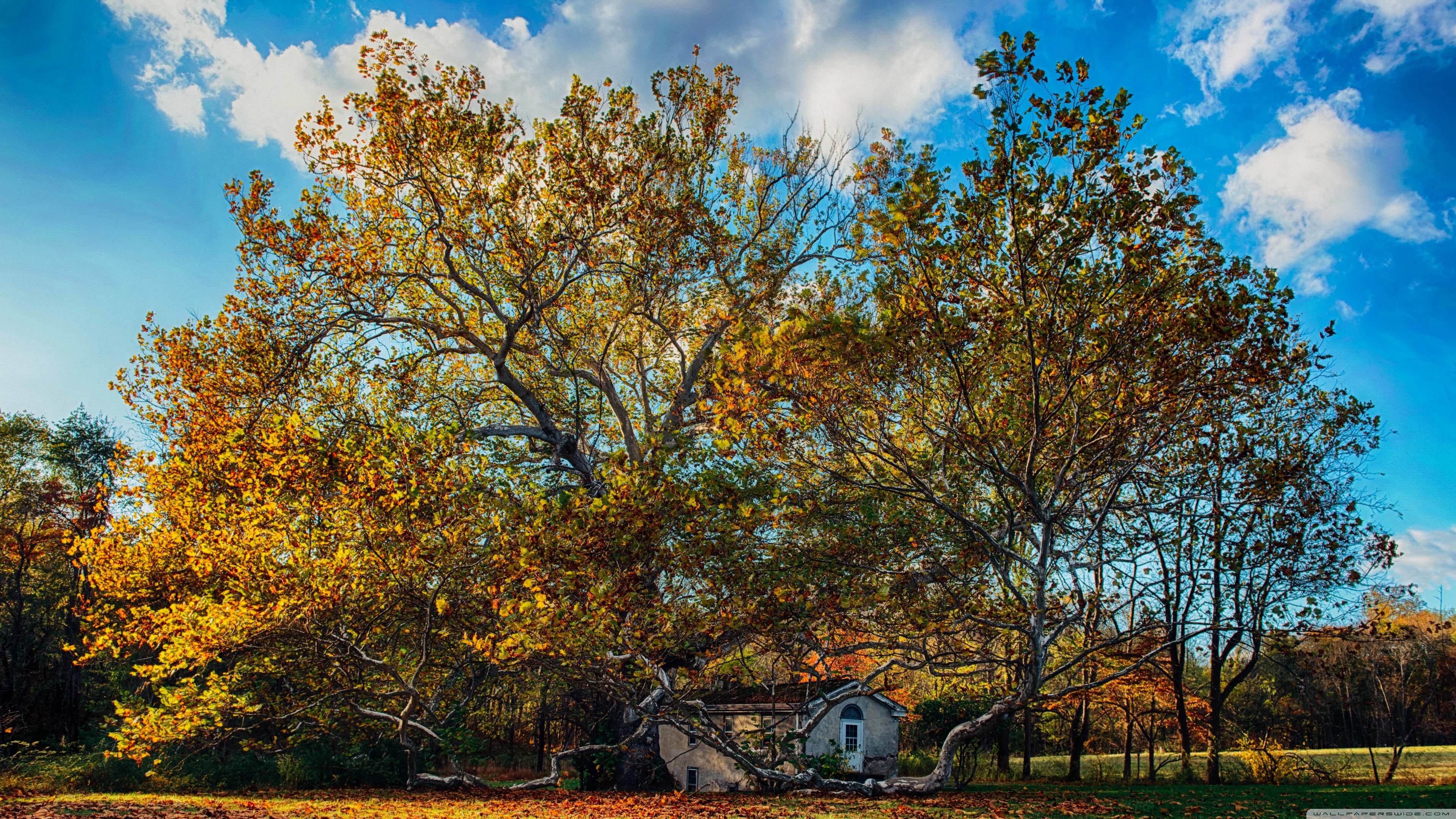 Beautiful Autumn Day, Big Old Tree, House Ultra HD Desktop Background Wallpaper for 4K UHD TV, Widescreen & UltraWide Desktop & Laptop, Tablet