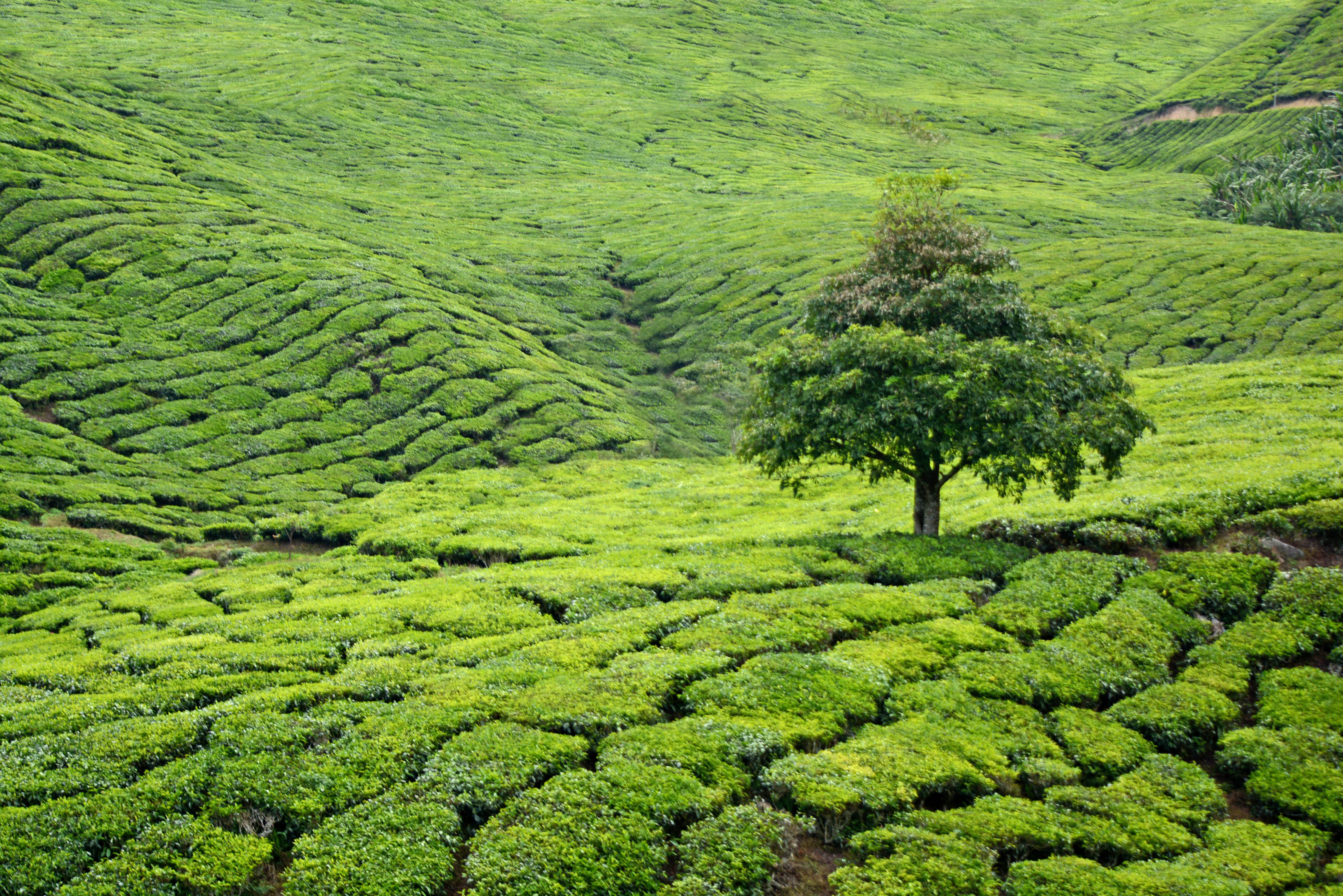 Хозяйство малайзии. Чайные плантации Малайзия. Чайные плантации Кобулети. Чайные плантации в Индии. Ленкорань Азербайджан чайные плантации.