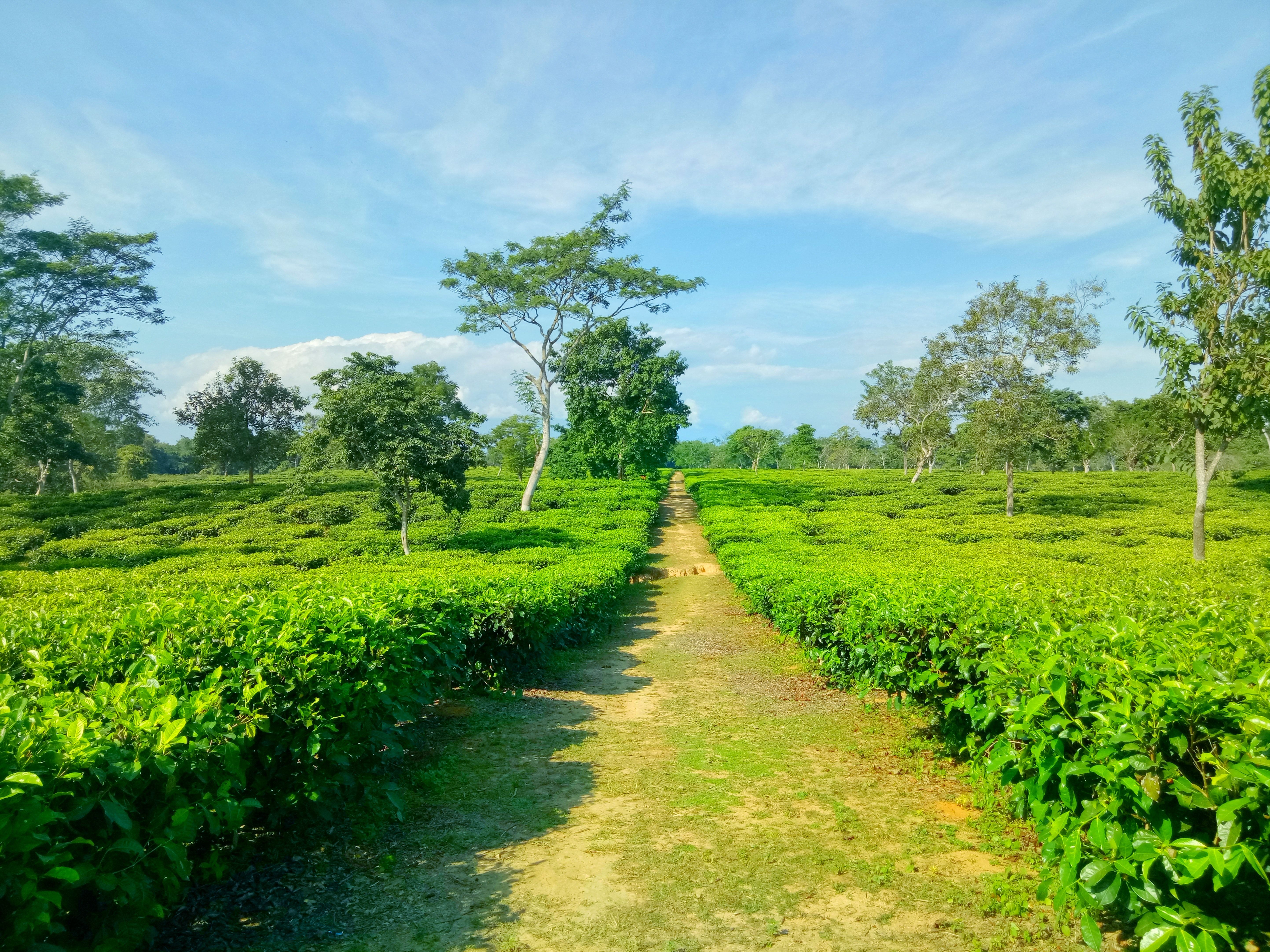 Tea Landscape Wallpaper