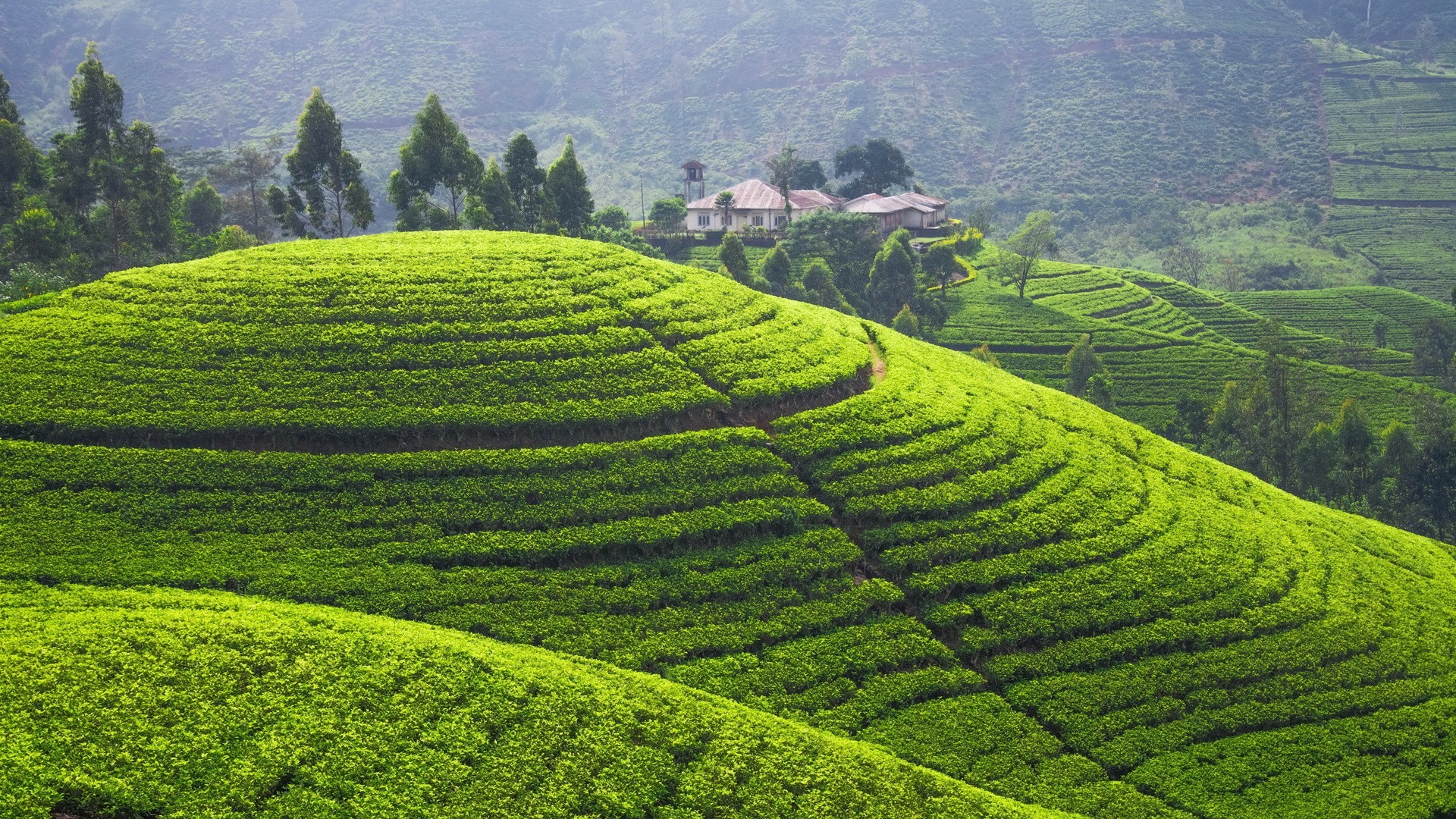 landscape, Hill, Field, Terraced Field, Sri Lanka Wallpaper HD / Desktop and Mobile Background