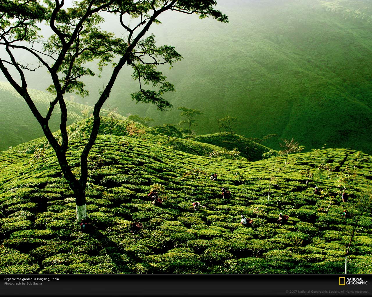 Petite Soumiselylye: Wallpaper Tea Garden