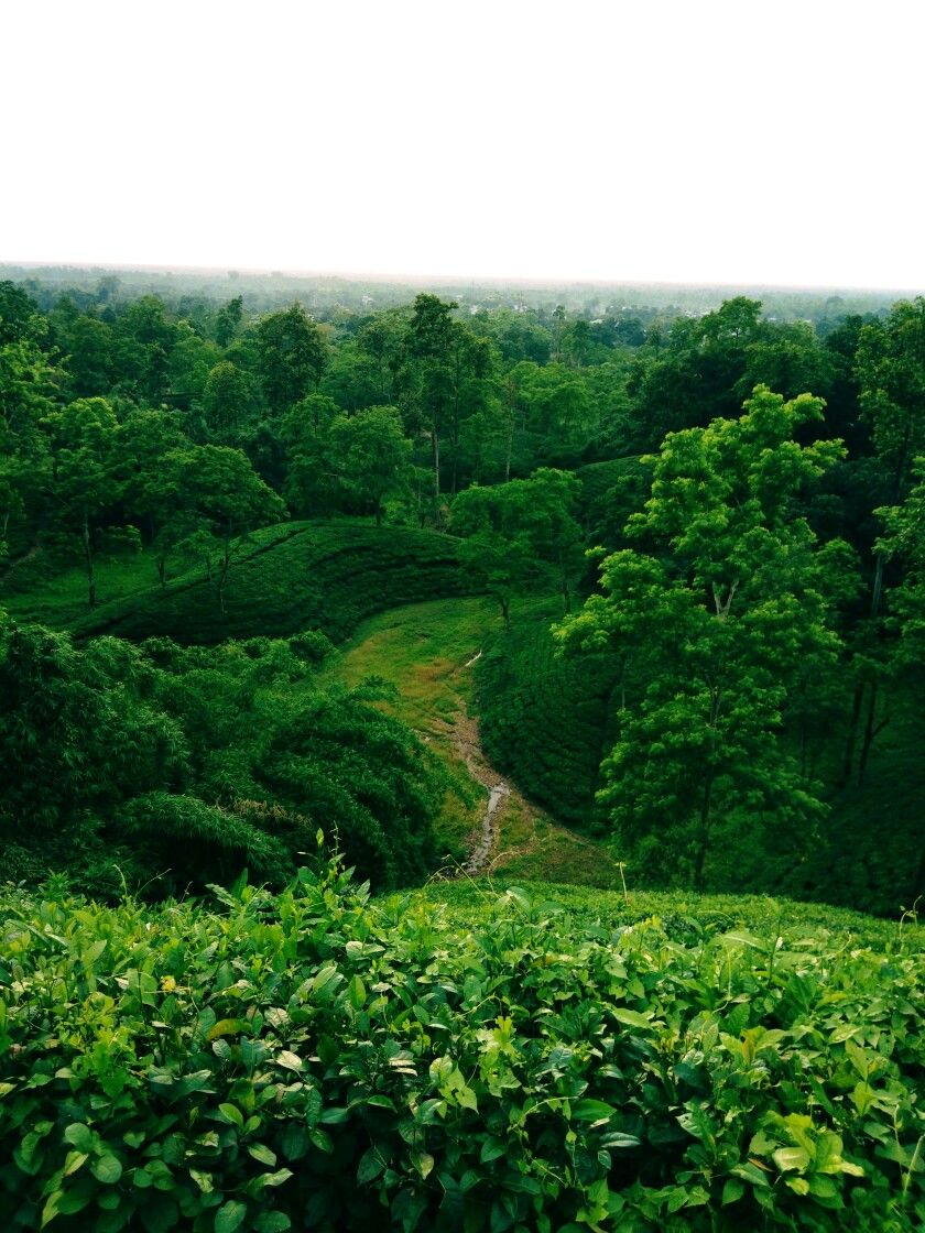 Green Forest Trees Tea Garden Assam Wallpaper. Tea Garden, Assam Tea, Garden