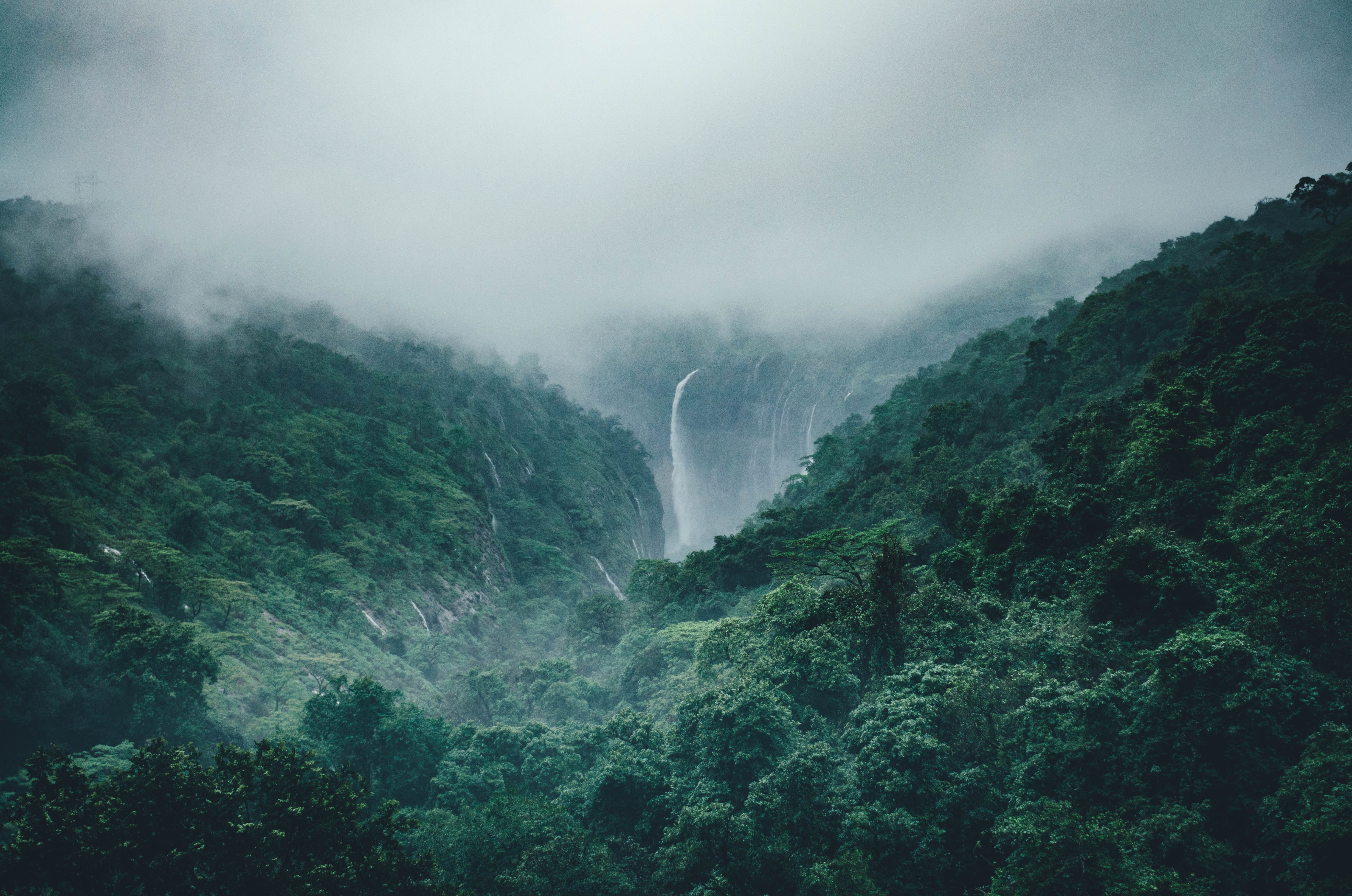 4928x3264 #tree, #wanderlust, #forest, #national geographic, # landscape, #peaceful, #india, #hill, #escape, #fog, #Creative Commons image, #height, #mountain, #elevation, #nature, #vertigo, #rain, #waterfall, #cloud, #wallpaper, #travel