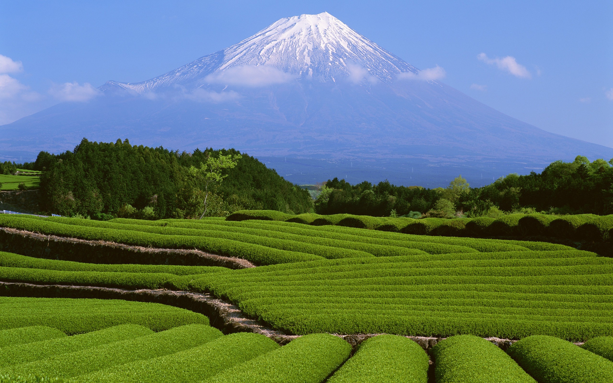 nature, Landscape, Green, Plants, Field, Trees, Mountain, Snow, Mount Fuji Wallpaper HD / Desktop and Mobile Background