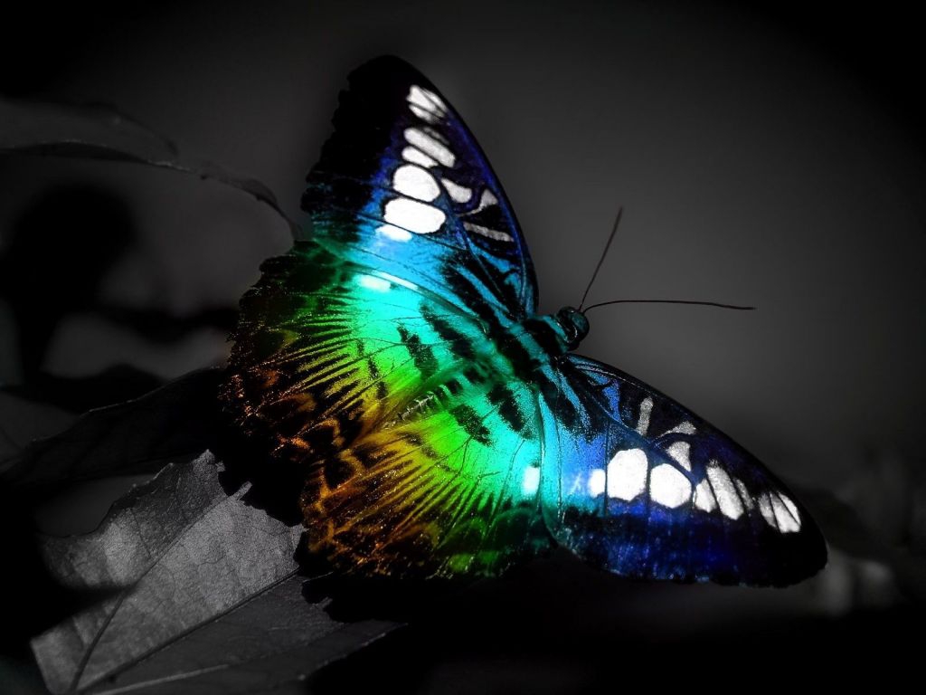 nice glowing butterfly