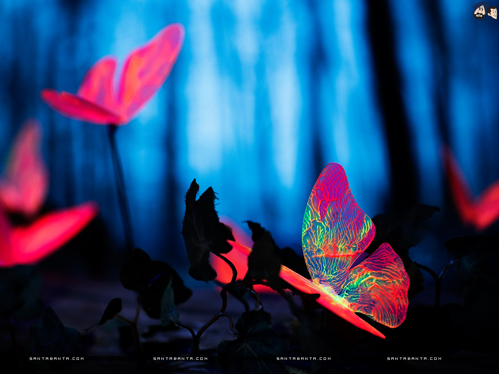 Glowing Butterfly Wallpapers Wallpaper Cave