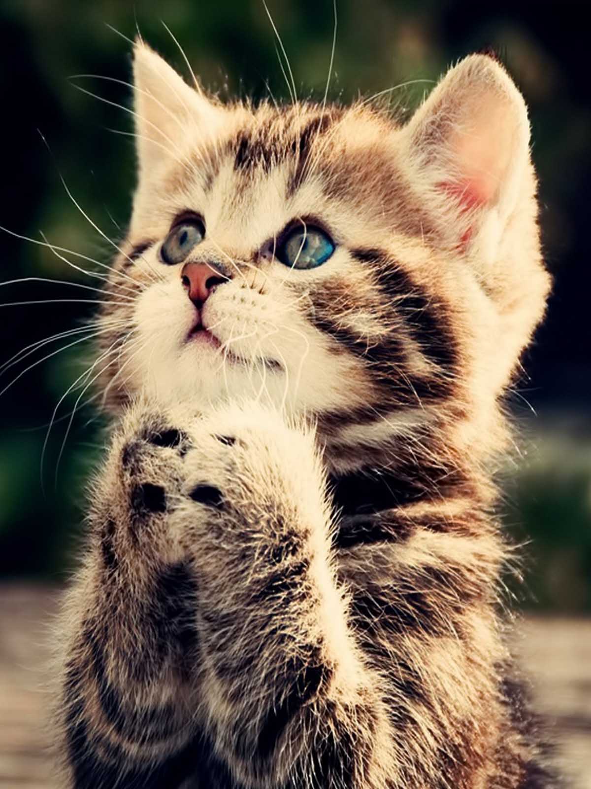 Kitten Praying 4K Ultra HD Mobile Wallpaper
