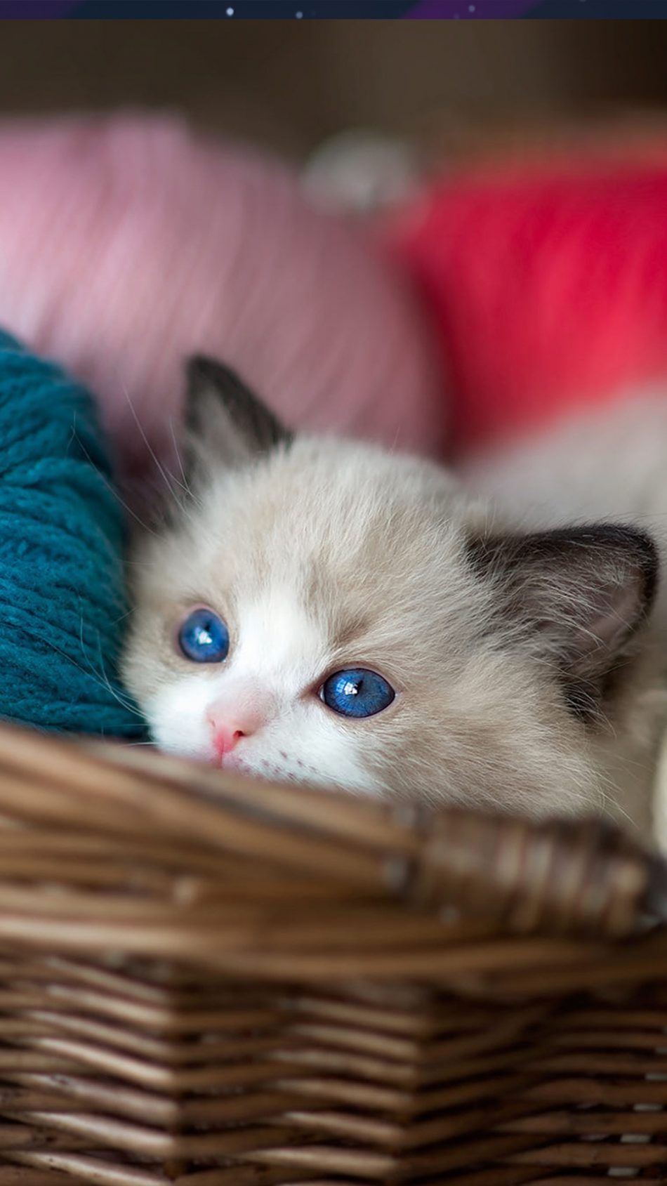 Kitten Blue Eyes Wool Balls 4K Ultra HD Mobile Wallpaper. Gatos bonitos, Gatitos adorables, Gatitos monos