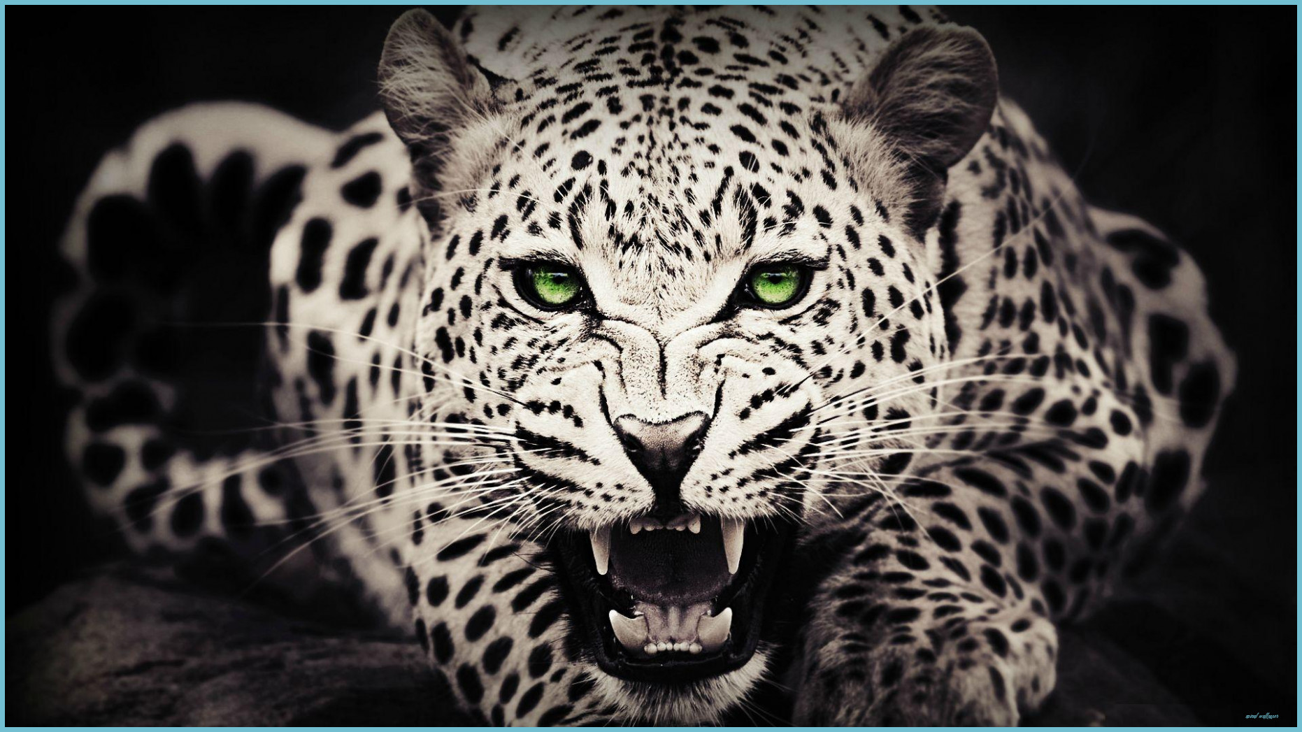 Cool Animal Desktop Wallpaper Free Cool Animal Desktop