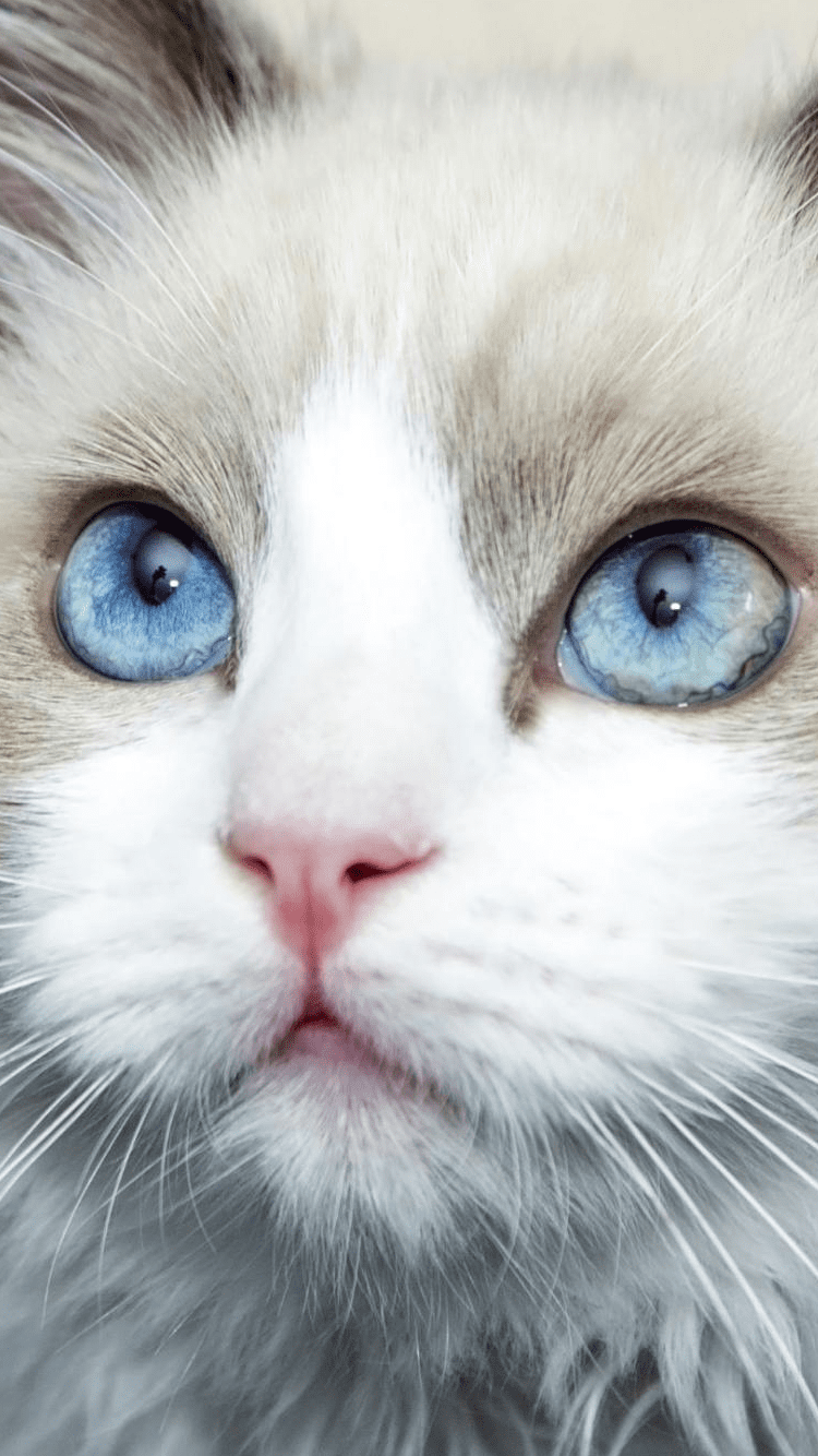 White Cat With Blue Eyes Wallpaper Phone