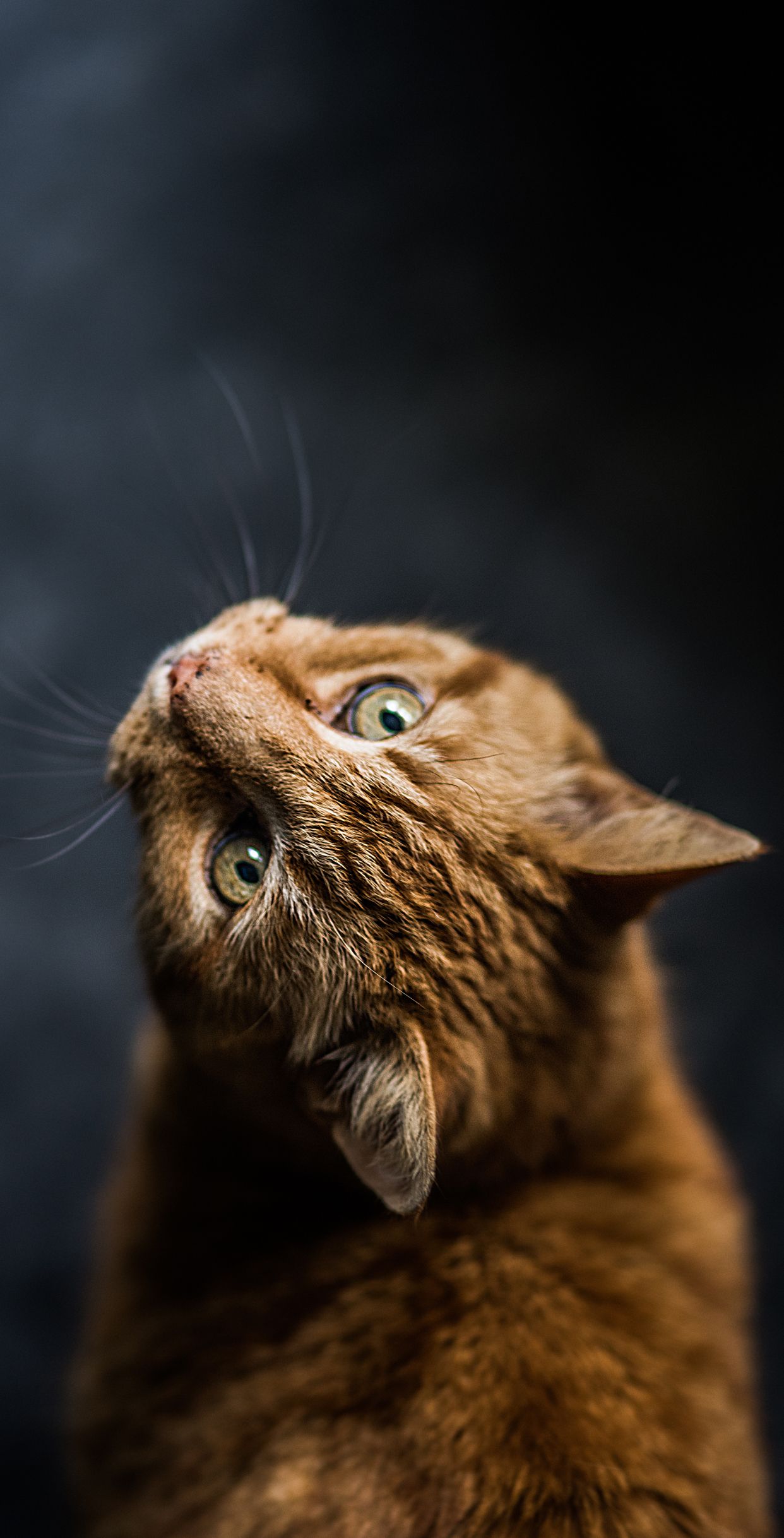 Cat iPhone Wallpaper