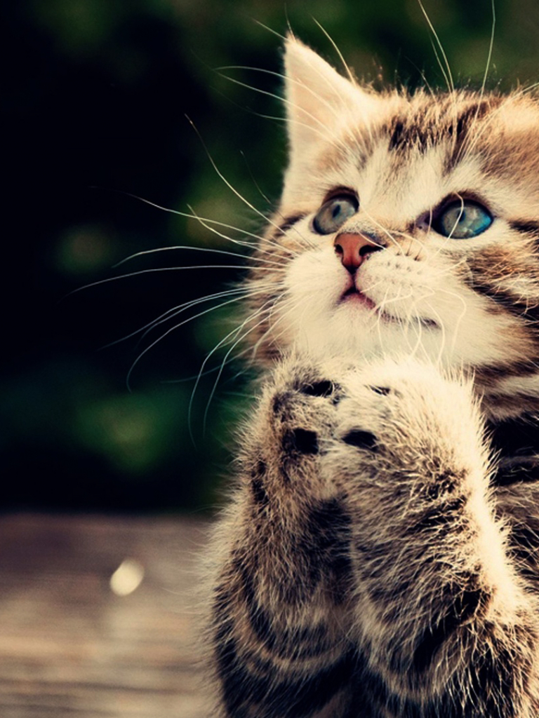 Free download funny cat full HD wallpaper praying kitten cute animal picture [1920x1080] for your Desktop, Mobile & Tablet. Explore Kitten Wallpaper HD. Cute Kitten Wallpaper for Desktop, HD
