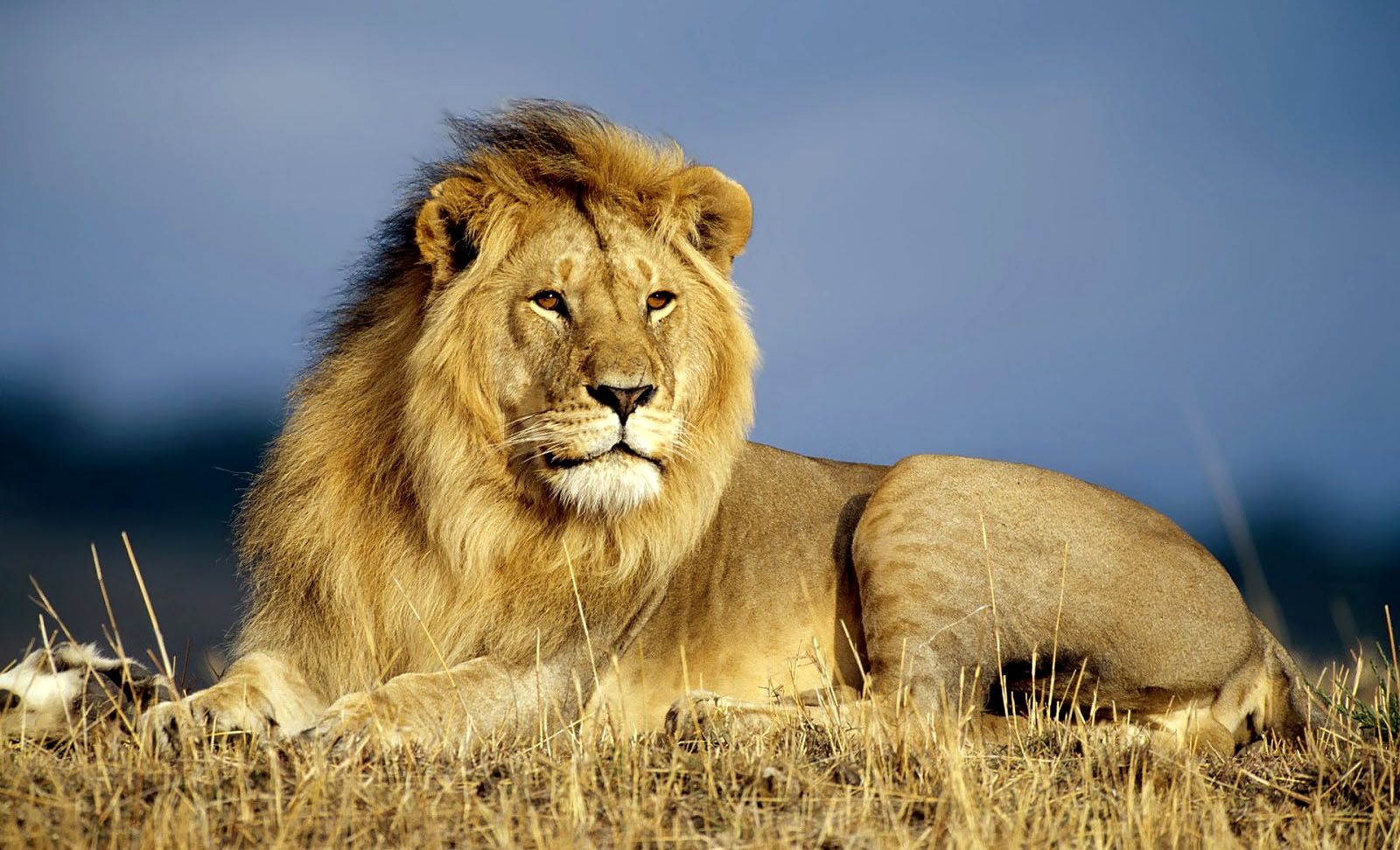 Beautiful Image HD Lion Animals Wallpaper. Lion wallpaper, Lion picture, Lion HD wallpaper