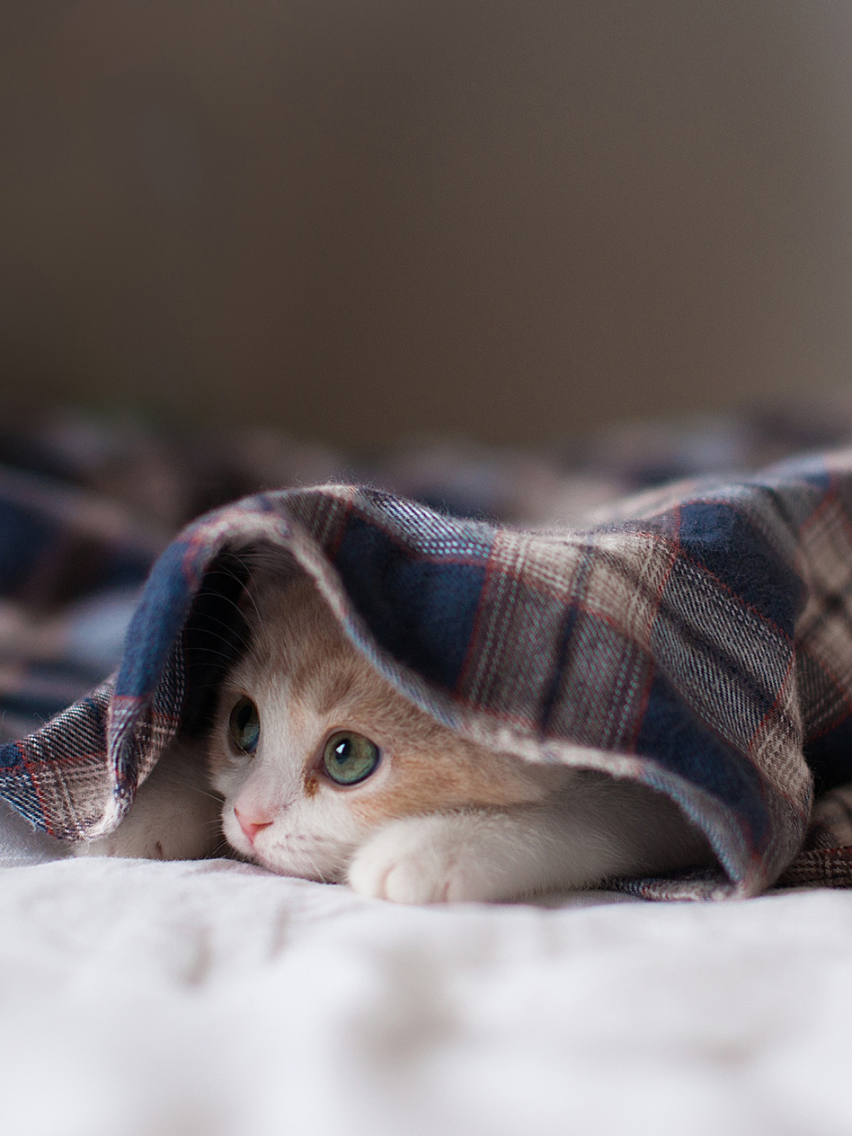 Kitten Mobile Wallpaper