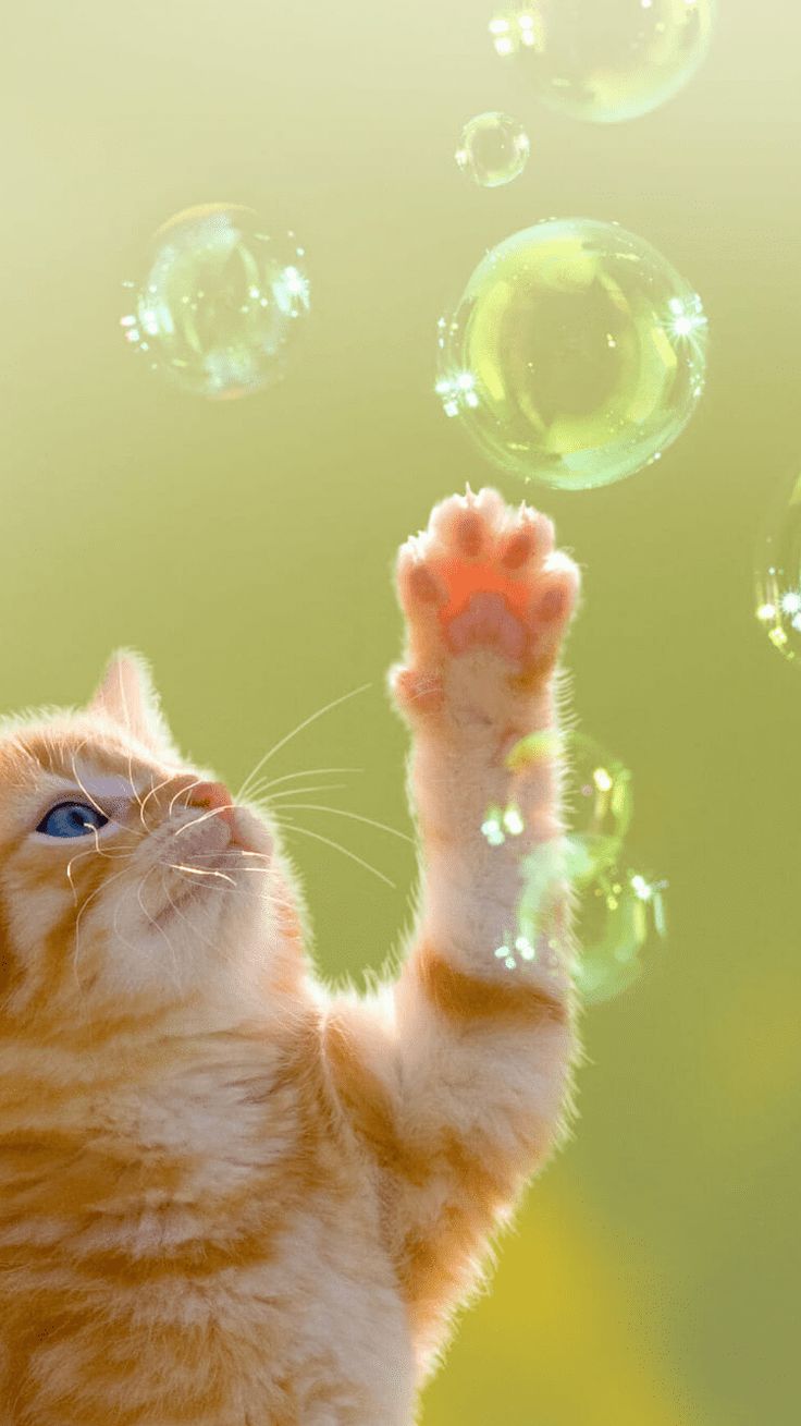 Pin On Mobile IPhone Cat Wallpaper