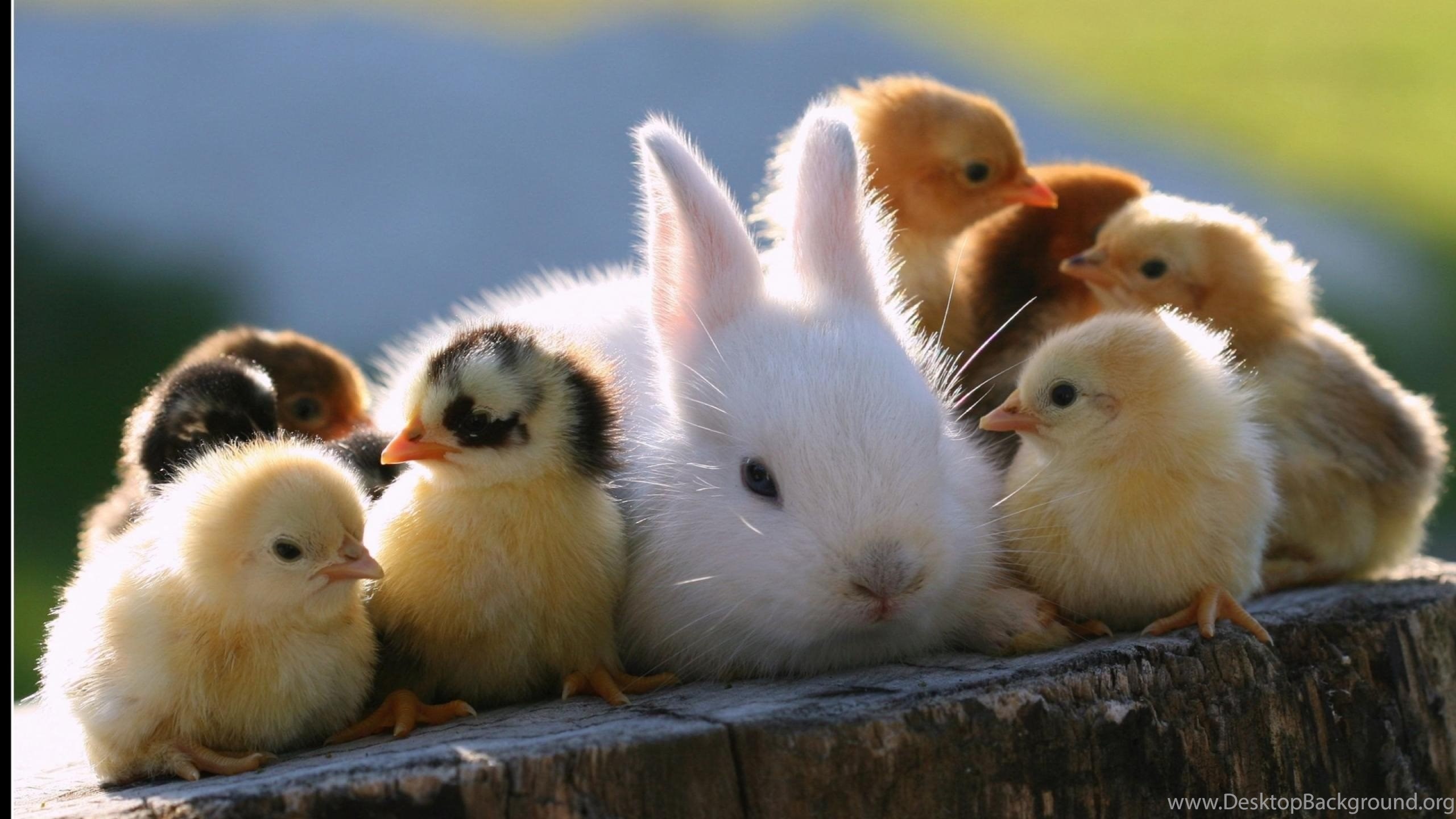 Cute Baby Animals HD Wallpaper HD Latest Wallpaper. Cute Animal. Desktop Background