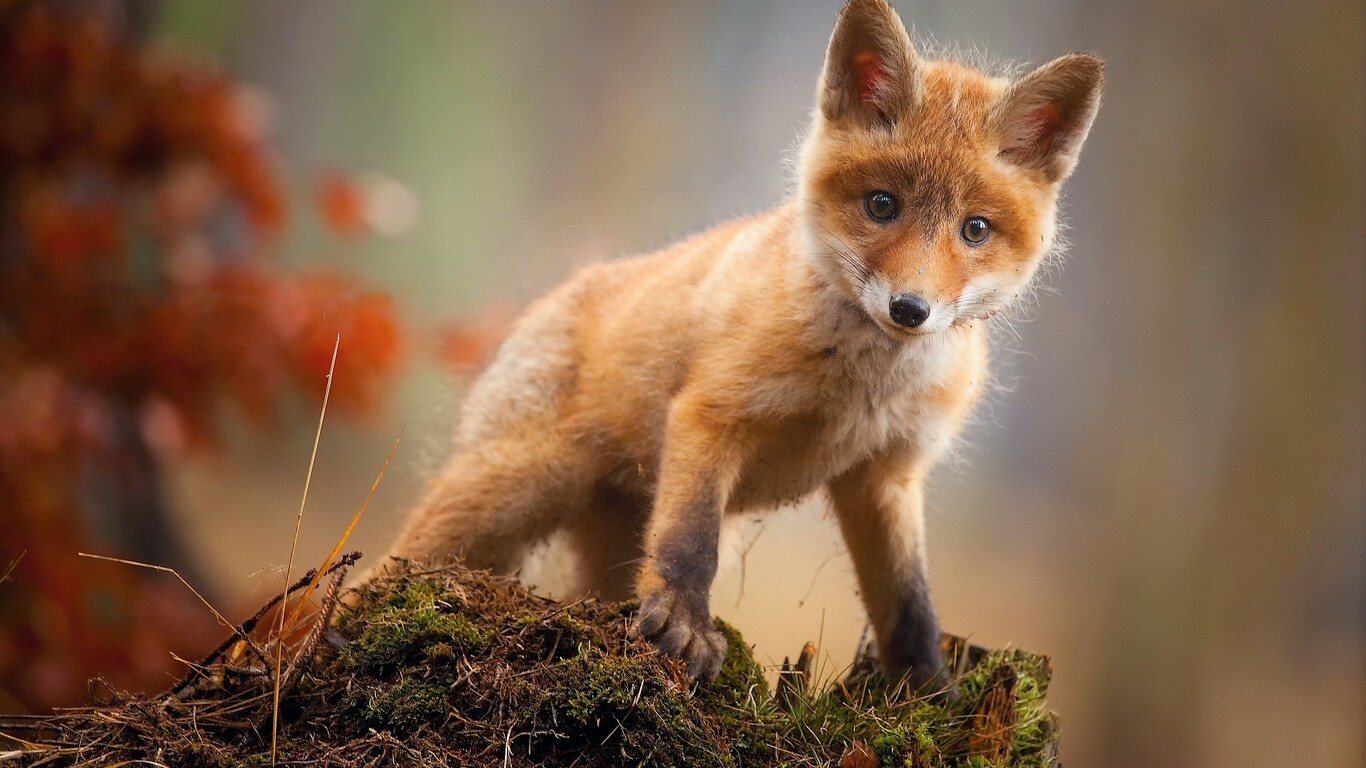 The Best 15 + HD Wallpaper Of Cute Animals