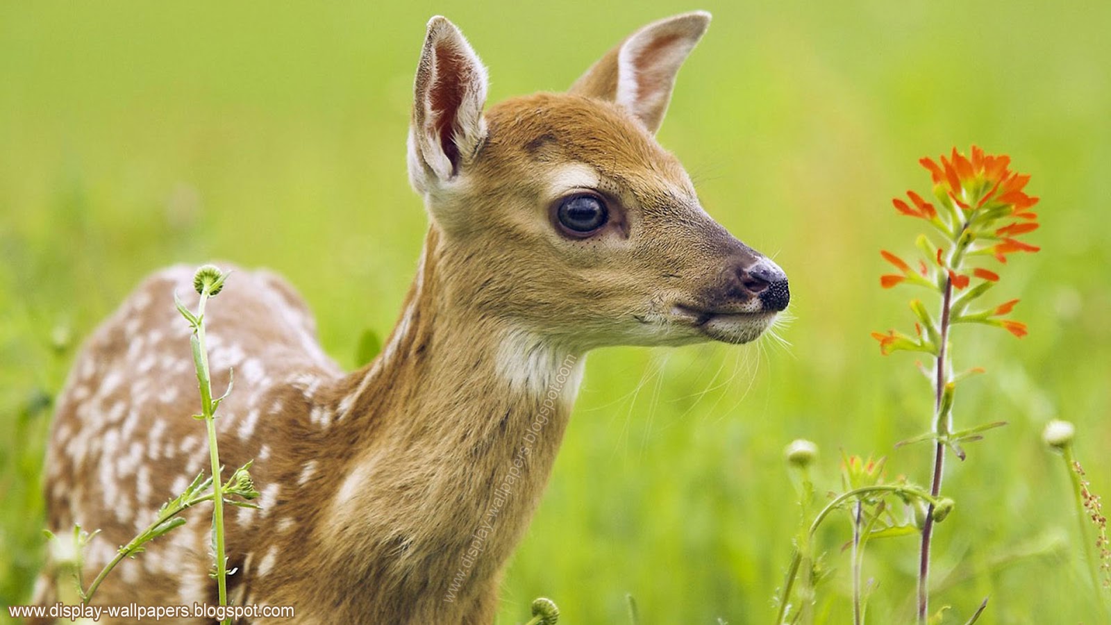 HD Funny Animal Wallpaper 1080p