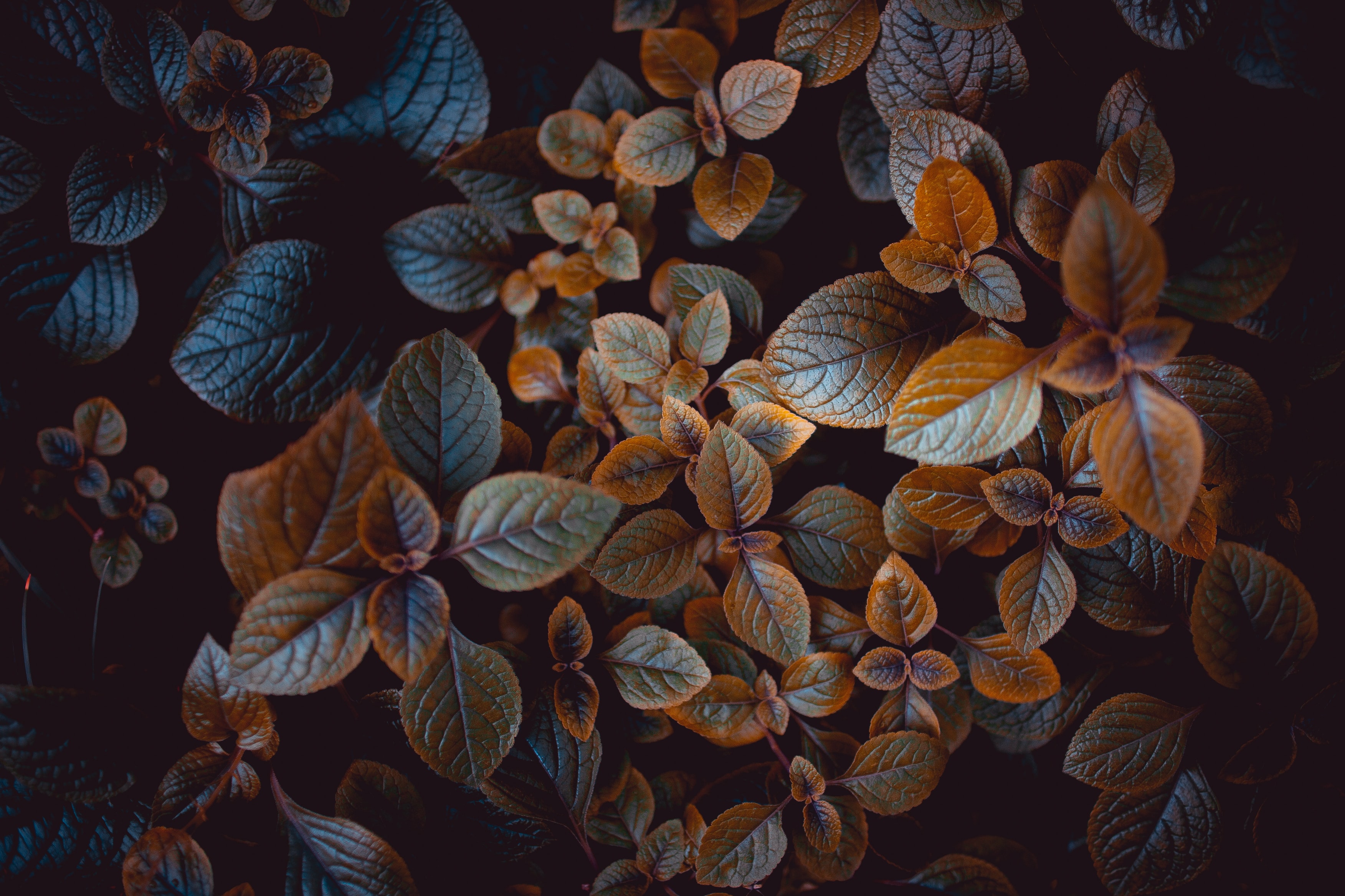 Leaves Wallpaper 4K, Brown, Plant, Photography