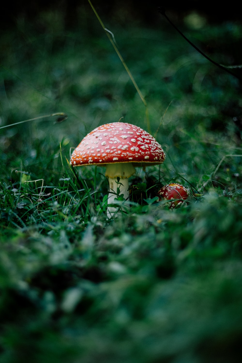 Mushroom Picture [HD]. Download Free Image