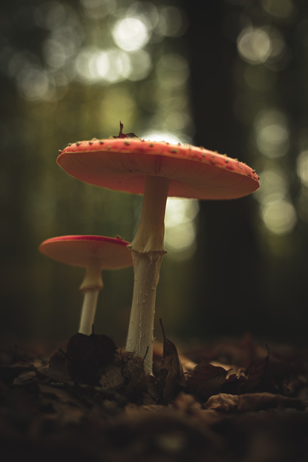 Mushroom Picture [HD]. Download Free Image