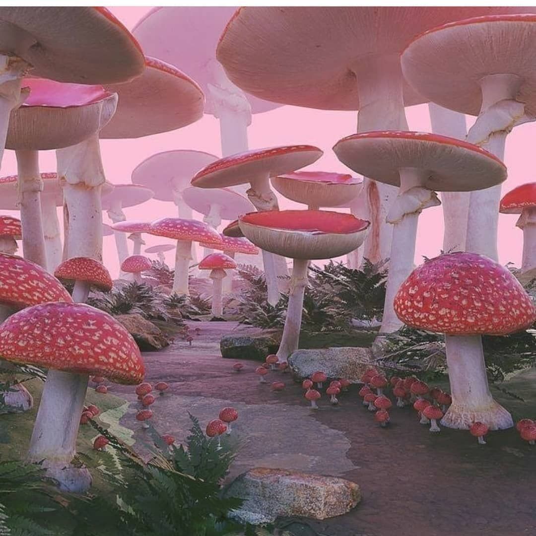 mushroom wallpaper