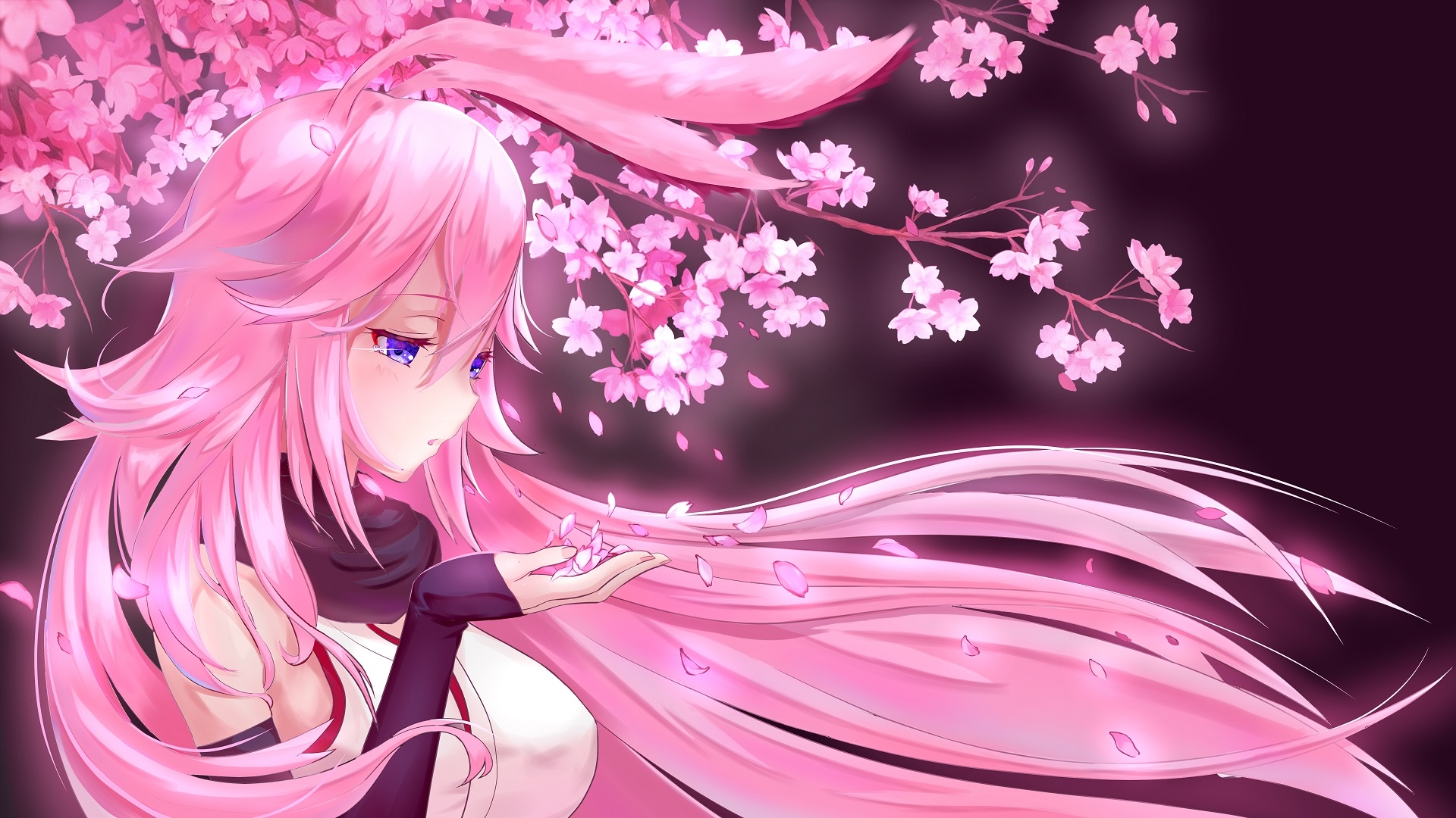 sakura tree HD wallpaper, background