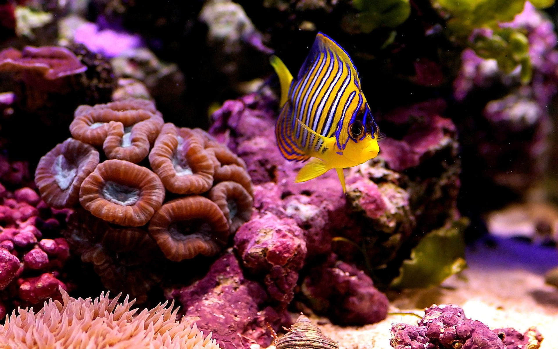 The Underwater World Wallpapers Wallpaper Cave