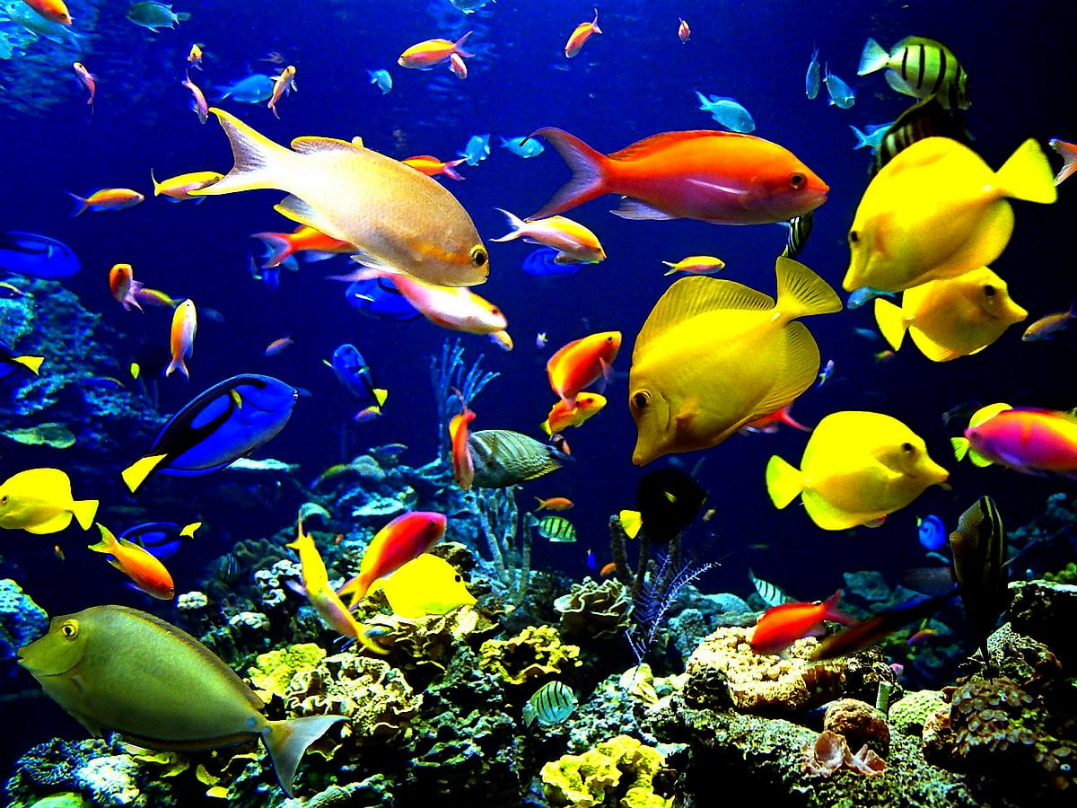 Underwater world background image. Download Free wallpaper