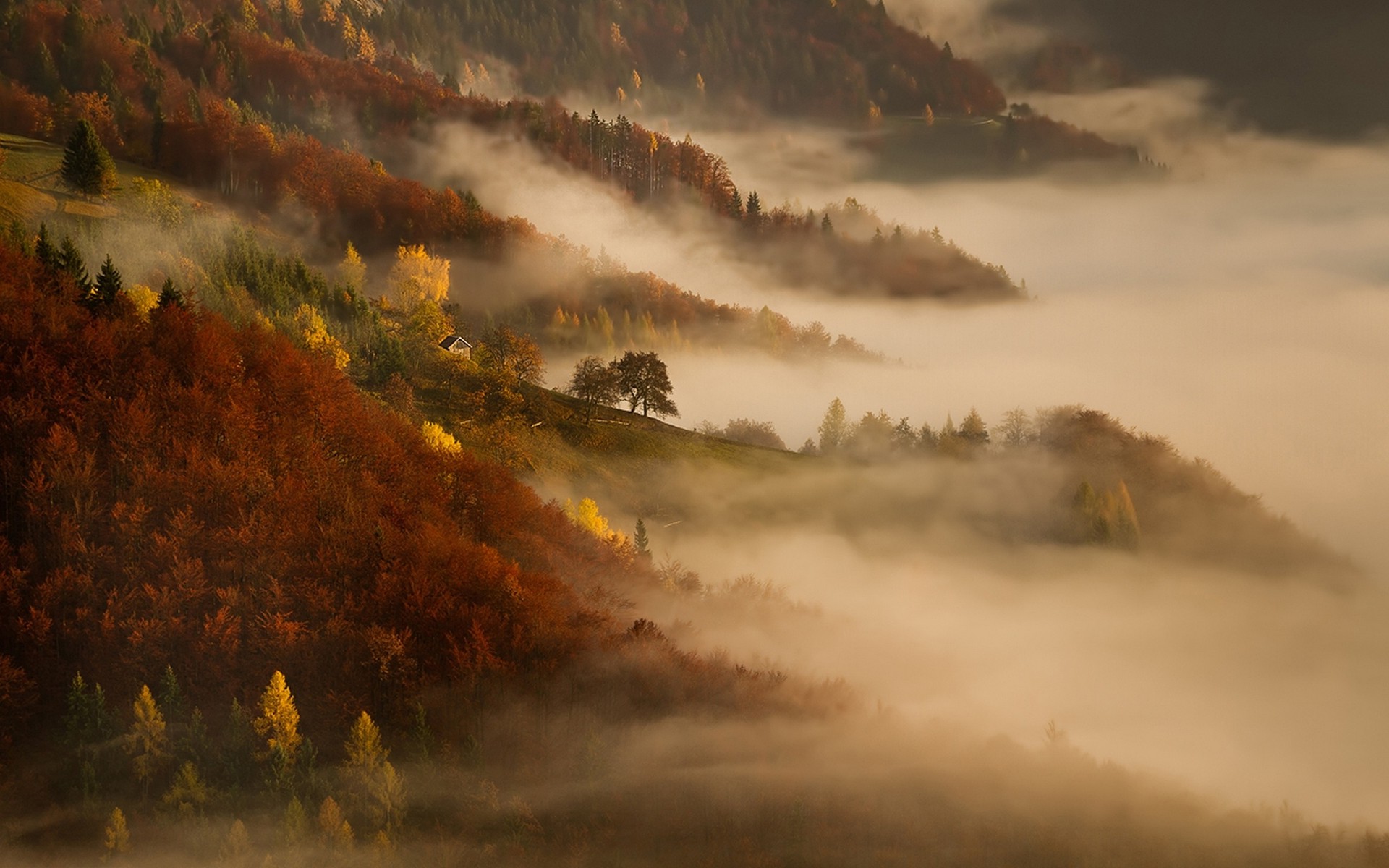 Wallpaper, sunlight, trees, landscape, forest, fall, hill, nature, sky, sunrise, evening, morning, mist, atmosphere, national park, wilderness, cottage, cloud, tree, autumn, fog, mountain, dawn, 1920x1200 px, meteorological phenomenon 1920x1200