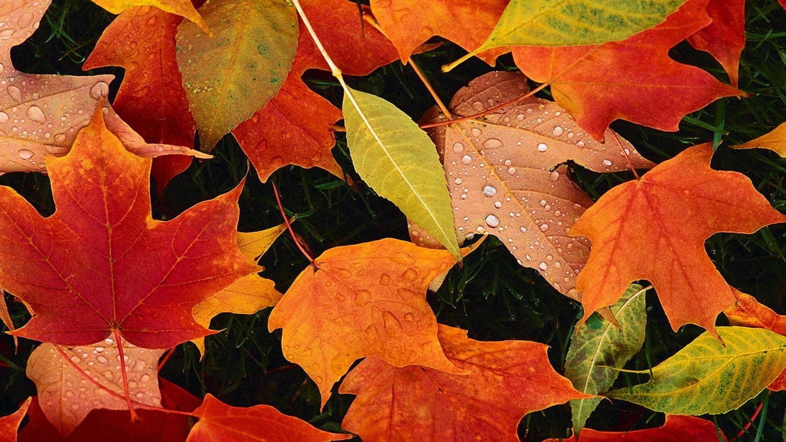 21++ Autumn Desktop Wallpaper October