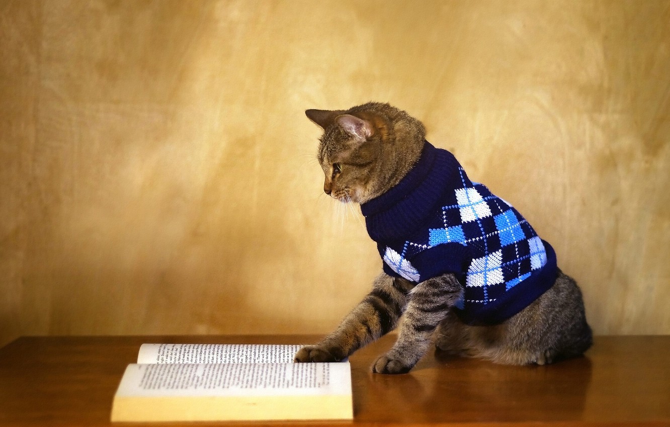 Wallpaper autumn, cat, heat, table, grey, wall, book, jacket, striped, sweater, 1 Sep, reading, scientist, knowledge, The day of knowledge, intellectual image for desktop, section кошки