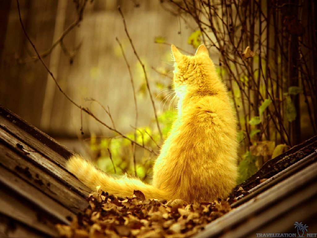 Autumn Cat Wallpaper