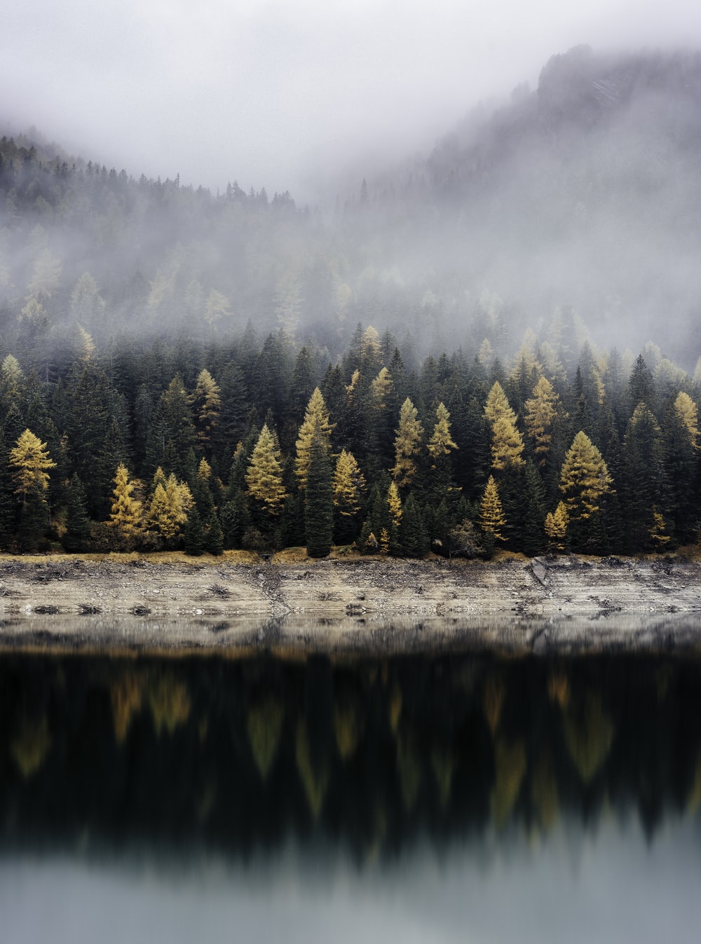 Foggy Forest Picture [Stunning!]. Download Free Image