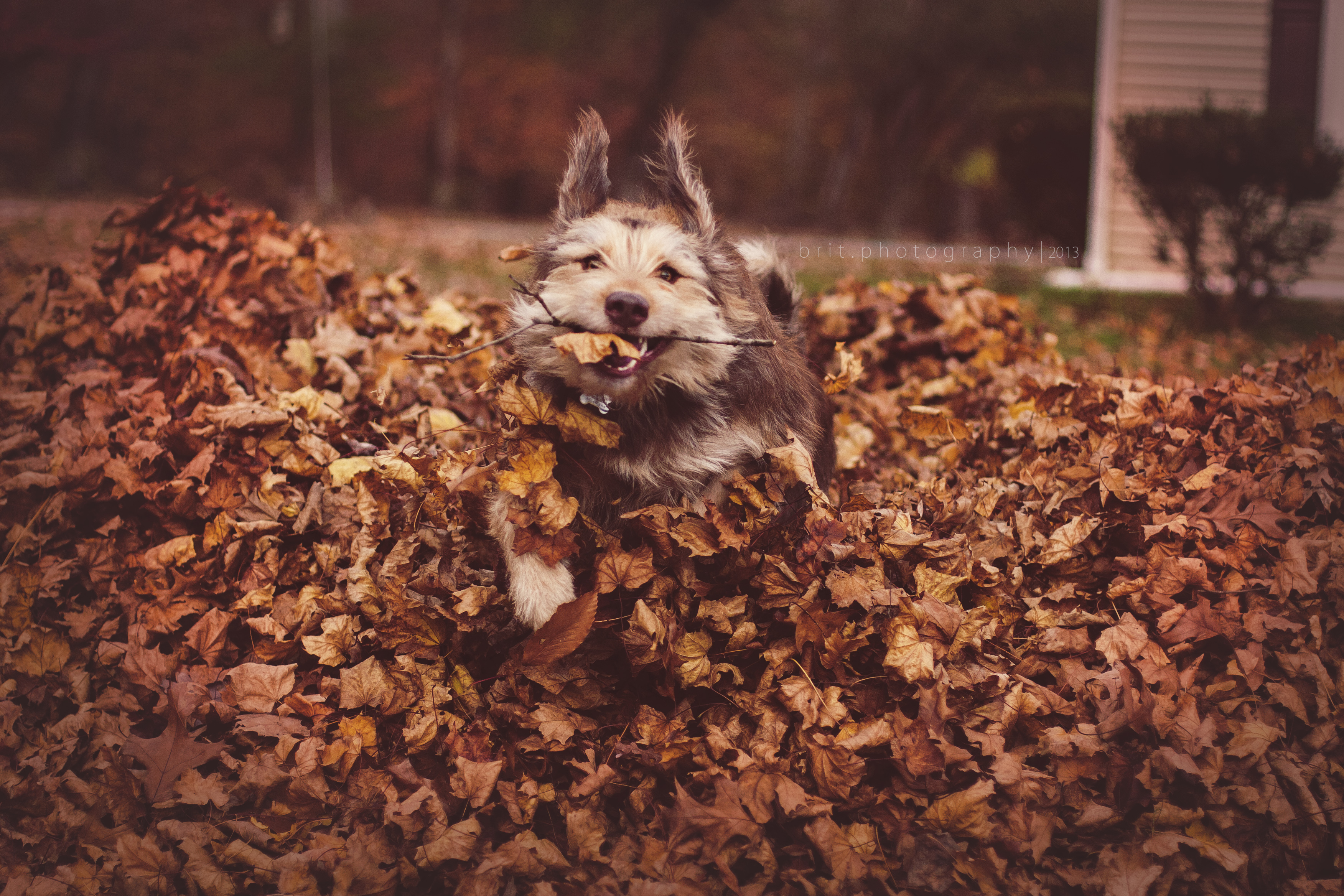 Wallpaper, autumn, playing, fall, smile, leaves, smiling, happy, jumping, ears, running, Fender, pile, floppy, stick, shaggy, scruffy, greatpyrenees, floppyears, happydog, catahoula, shaggydog, catahoulaleoparddog, pileofleaves, scruffydog