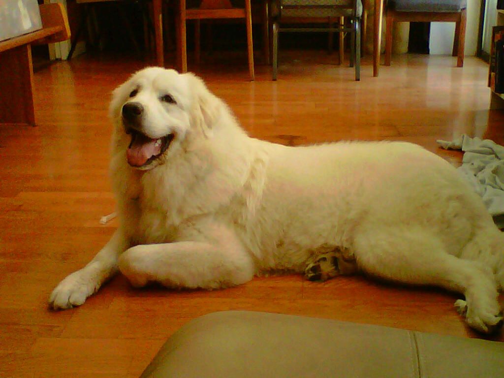 Our 1 year old Great Pyrenees, Maia. Great pyrenees, Cute animals, Dogs