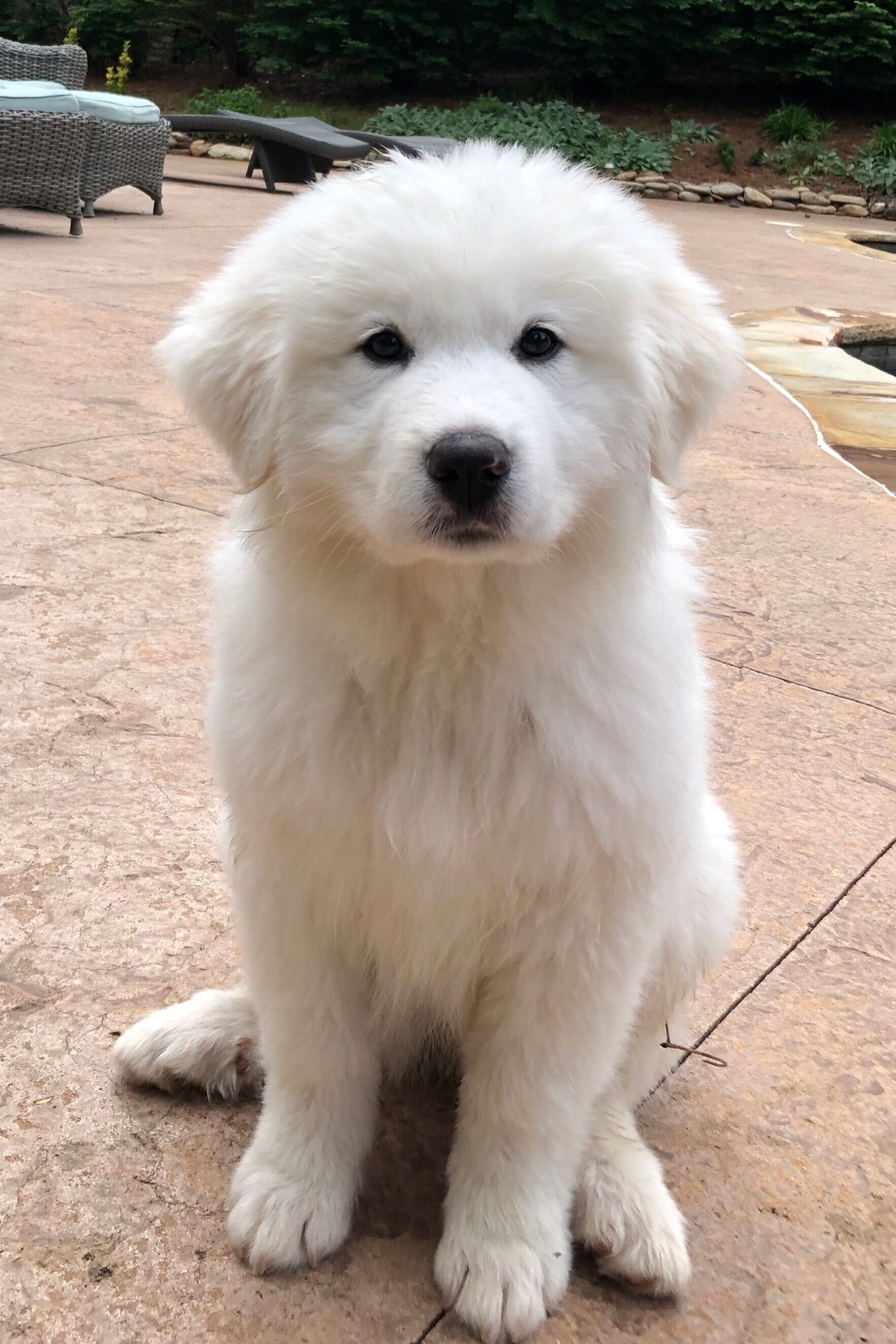 image of great pyrenees puppies