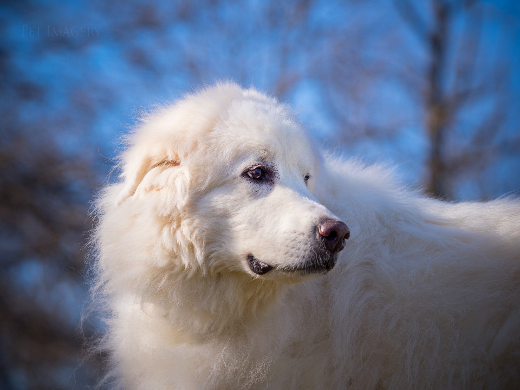 Autumn Great Pyrenees Wallpapers - Wallpaper Cave