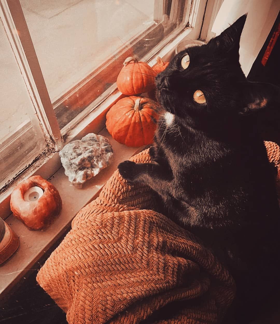 FALL WORLD on Instagram: “I love the black cats