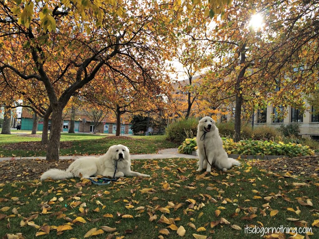 Fall Fantasy Dog Show. Top dog breeds, Great pyrenees dog, Dog photo