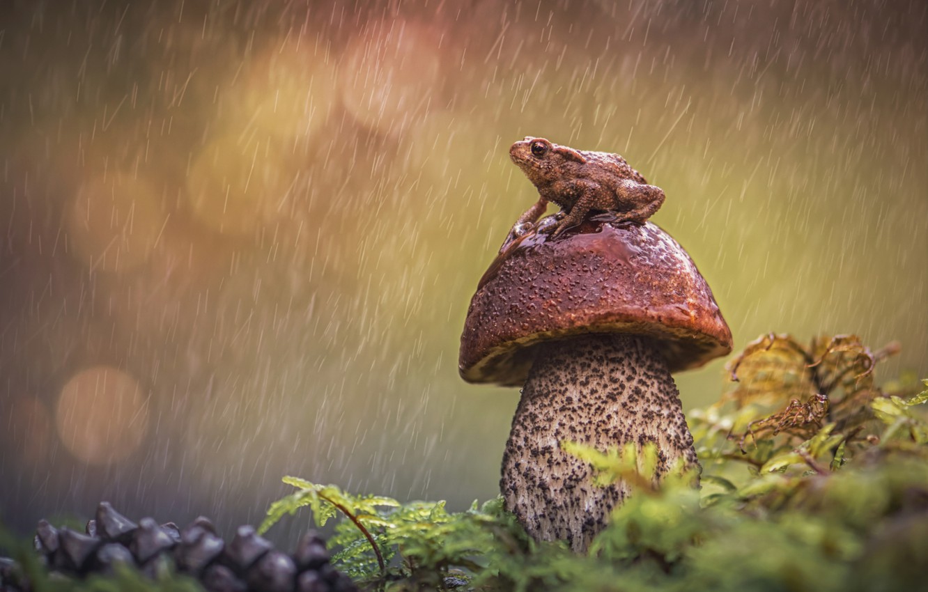 Wallpaper rain, mushroom, frog, Borovik image for desktop, section животные