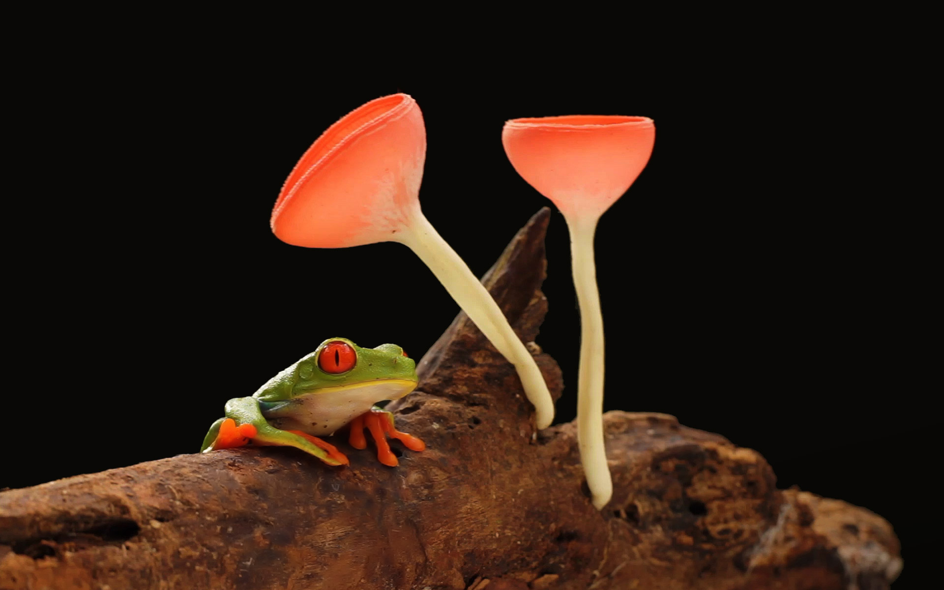Frog and Mushrooms HD Wallpaper