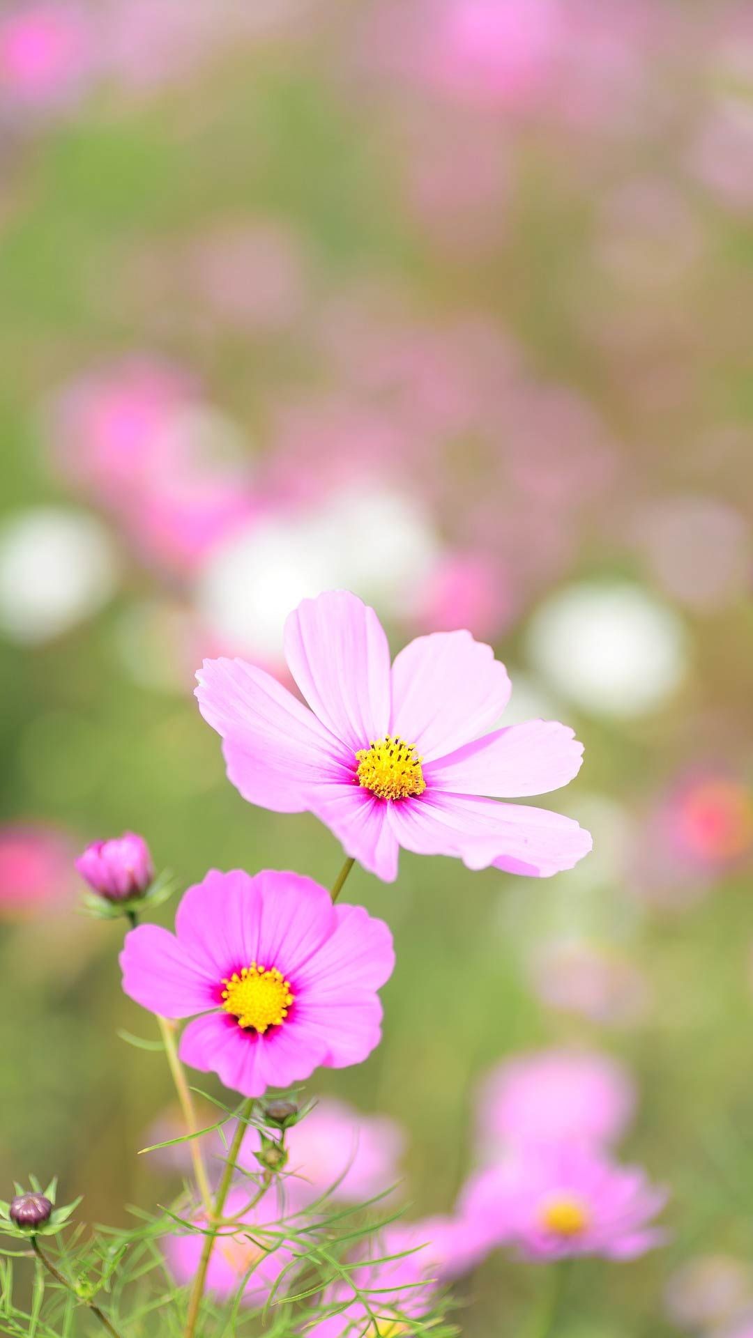 Flower lock screen HD wallpapers  Pxfuel