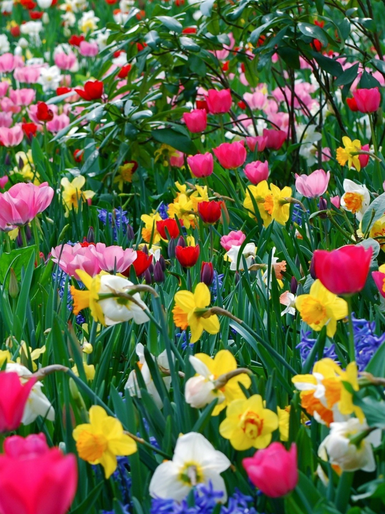 Free download Flowers Fullscreen Wallpaper For Mobile HQ Background HD [2560x1440] for your Desktop, Mobile & Tablet. Explore Full Screen Flower Wallpaper. Full Screen Wallpaper For Desktop, Free Full