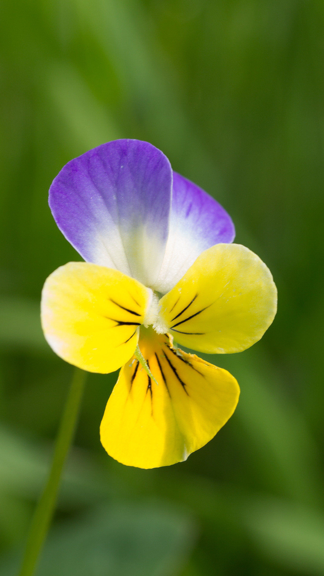 Hd Wallpaper For Laptop Full Screen Flowers Flowers HD Wallpaper Of Flowers For Mobile HD Wallpaper