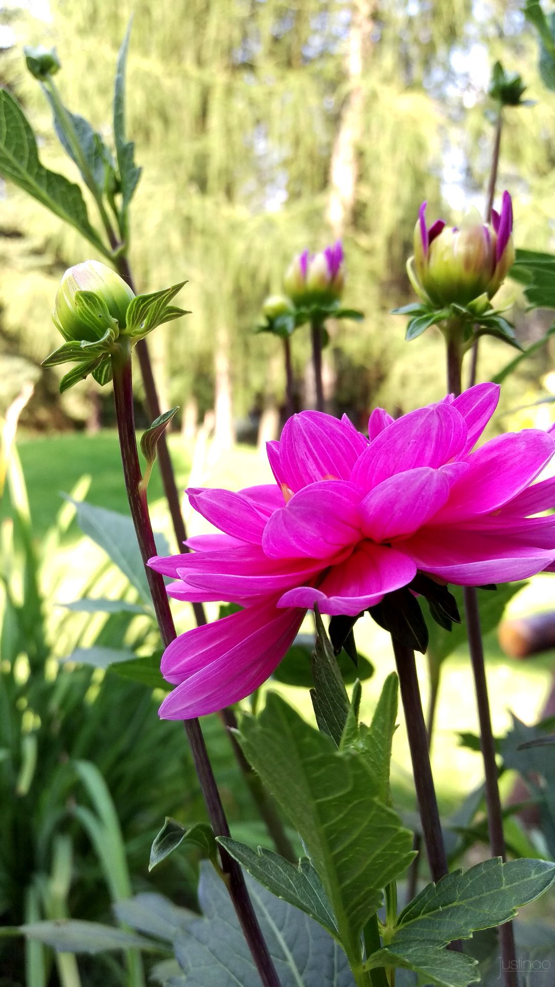 Flower Lock Screen Wallpaper