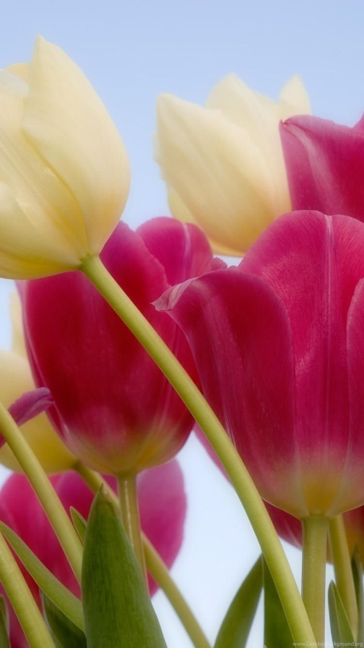 Full Screen Flower Wallpaper HD Download For Android Mobile