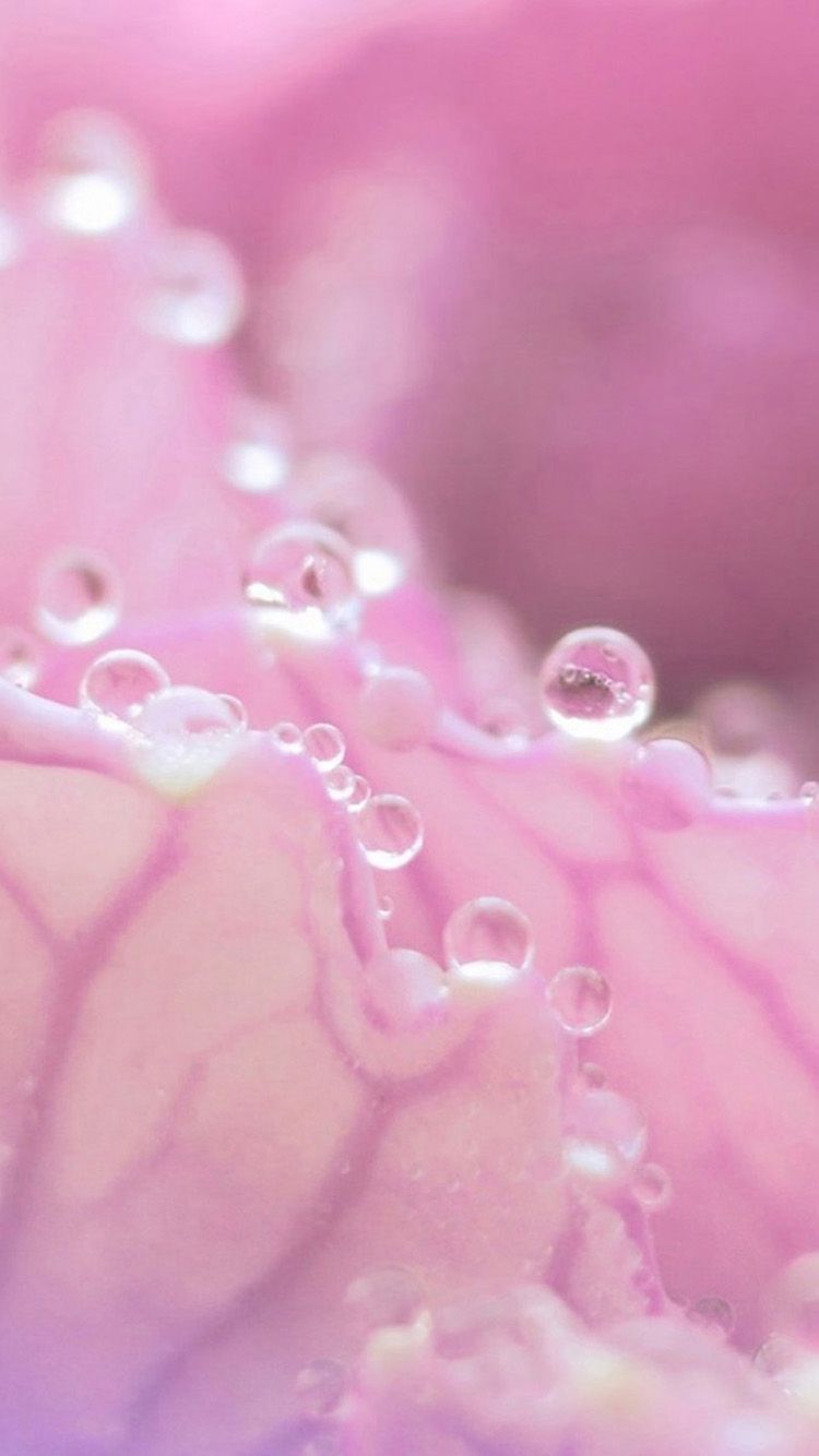 Pink Water Drop iPhone 6 Wallpaper. HD iPhone 6 Wallpaper. Pink wallpaper iphone, Pink flowers, iPhone 5s wallpaper